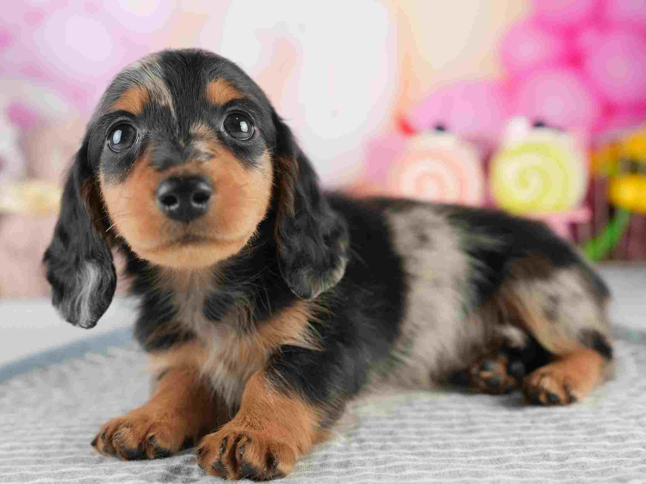 ミニチュア・ダックスフンド(ロング) | 男の子 | シルバーダップル | 2026年1月25日