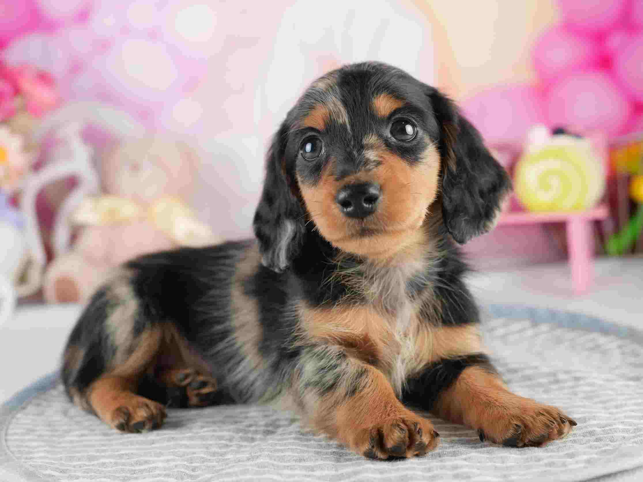 ミニチュア・ダックスフンド(ロング) | 男の子 | シルバーダップル | 2026年1月25日