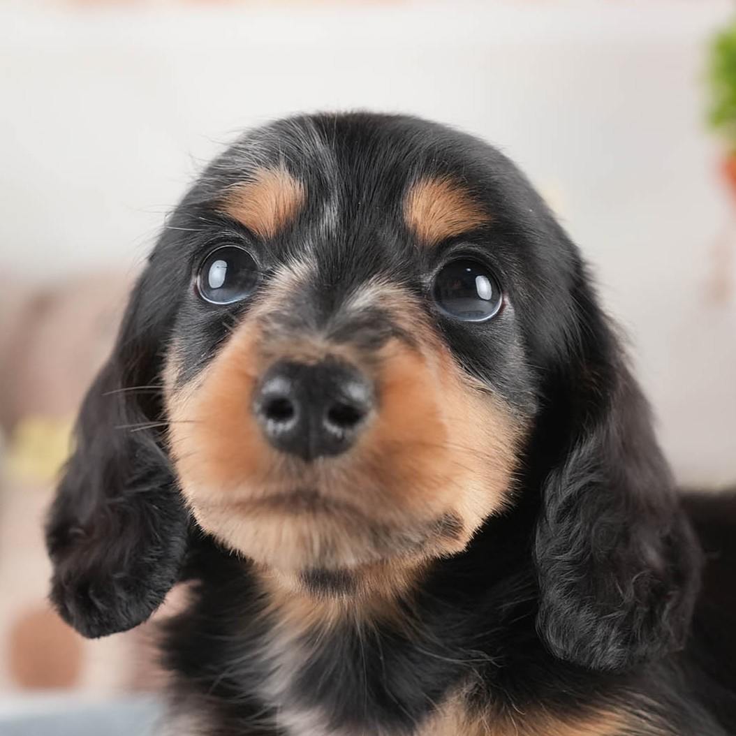 ミニチュア・ダックスフンド(ロング) | 男の子 | シルバーダップル | 2026年1月25日