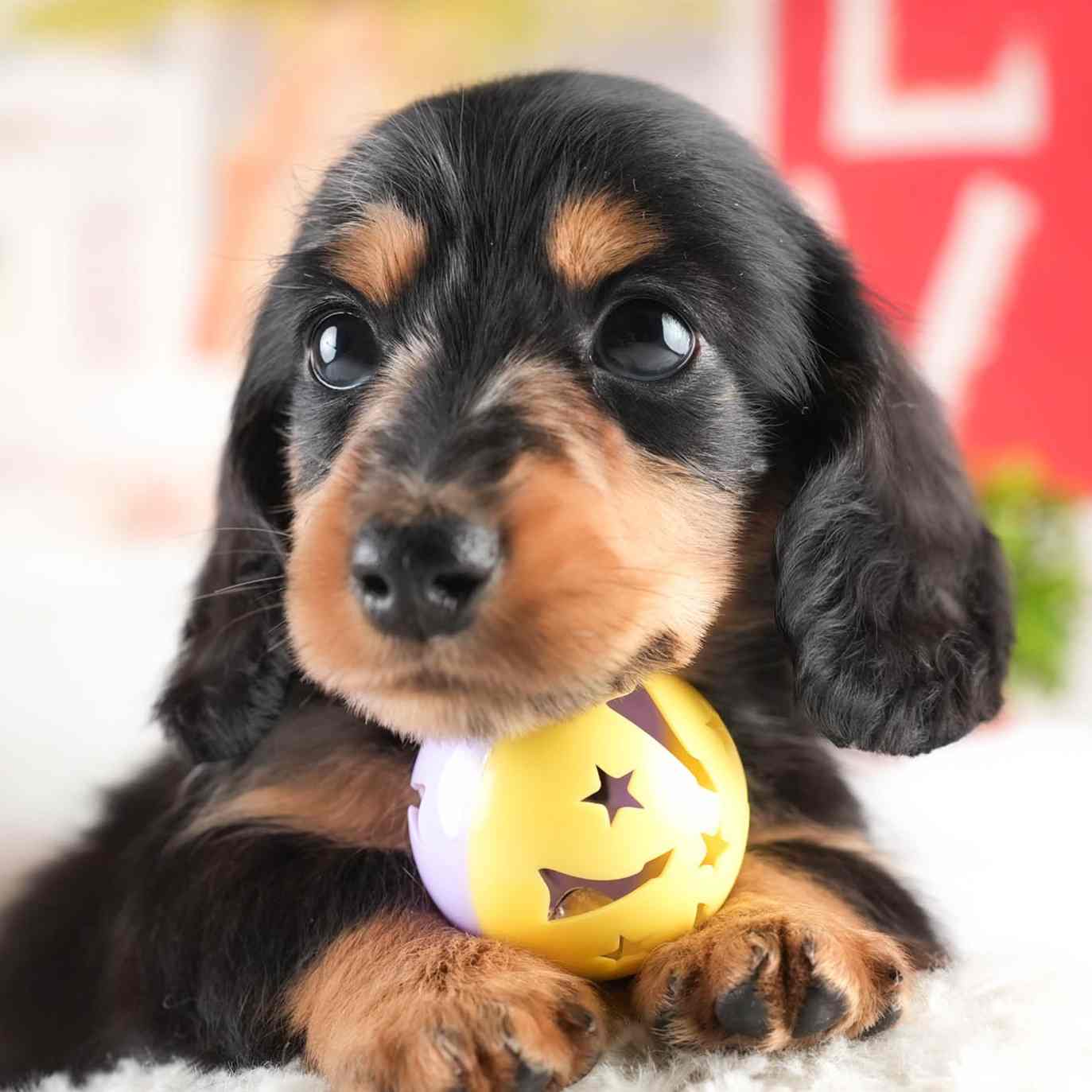 ミニチュア・ダックスフンド(ロング) | 男の子 | シルバーダップル | 2026年1月25日