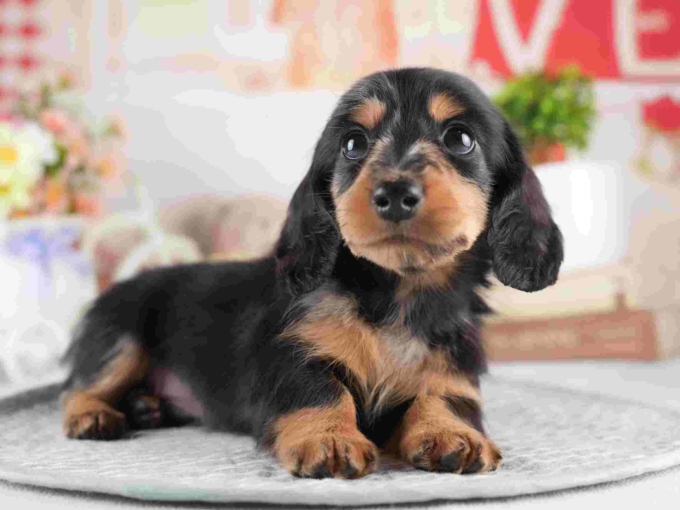 ミニチュア・ダックスフンド(ロング) | 男の子 | シルバーダップル | 2026年1月25日