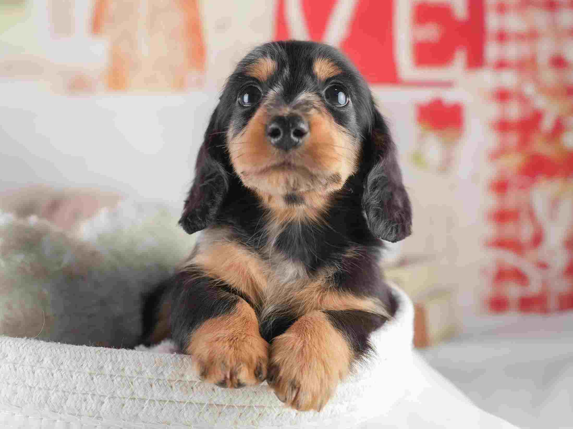 ミニチュア・ダックスフンド(ロング) | 男の子 | シルバーダップル | 2026年1月25日