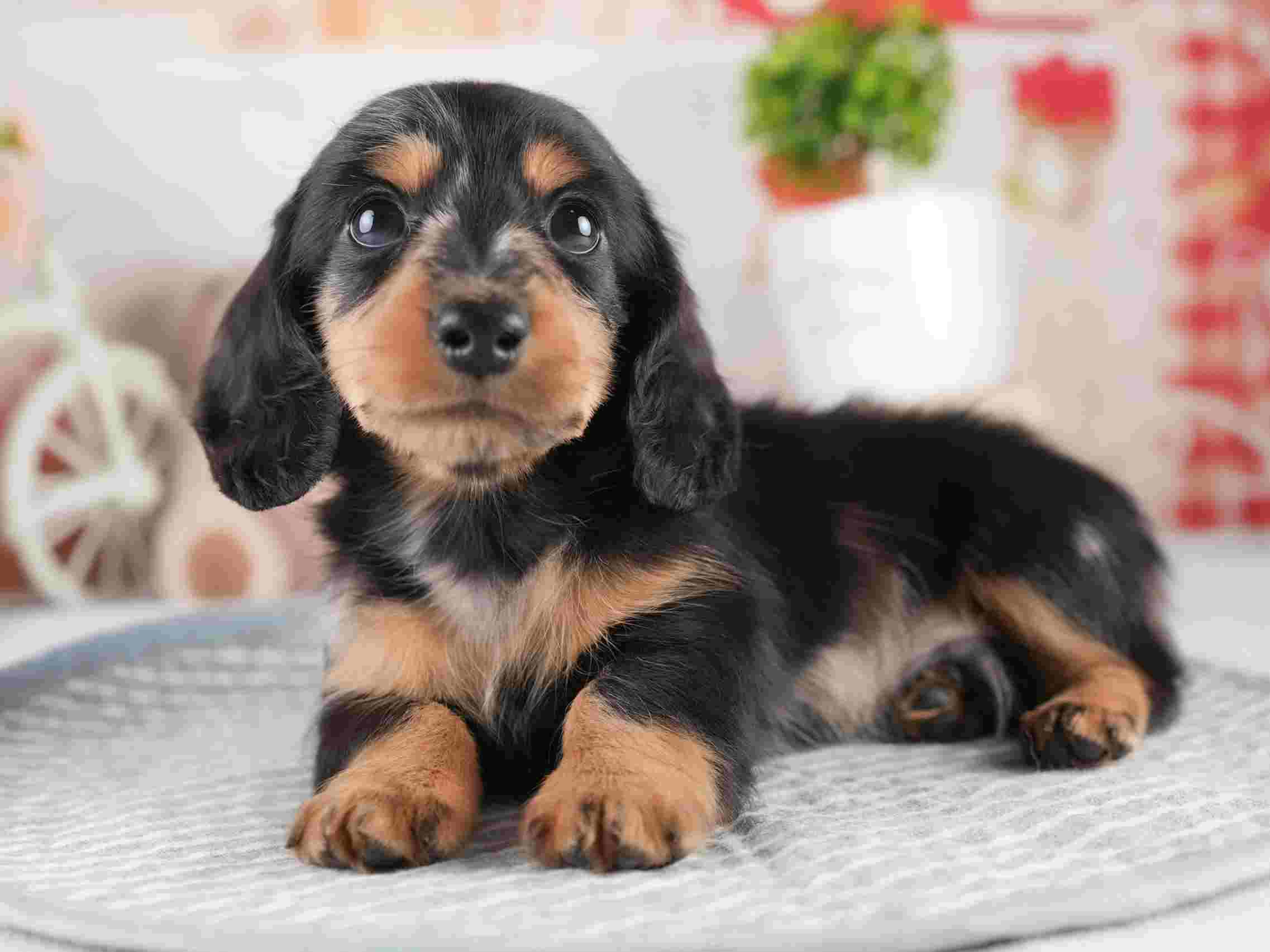 ミニチュア・ダックスフンド(ロング) | 男の子 | シルバーダップル | 2026年1月25日