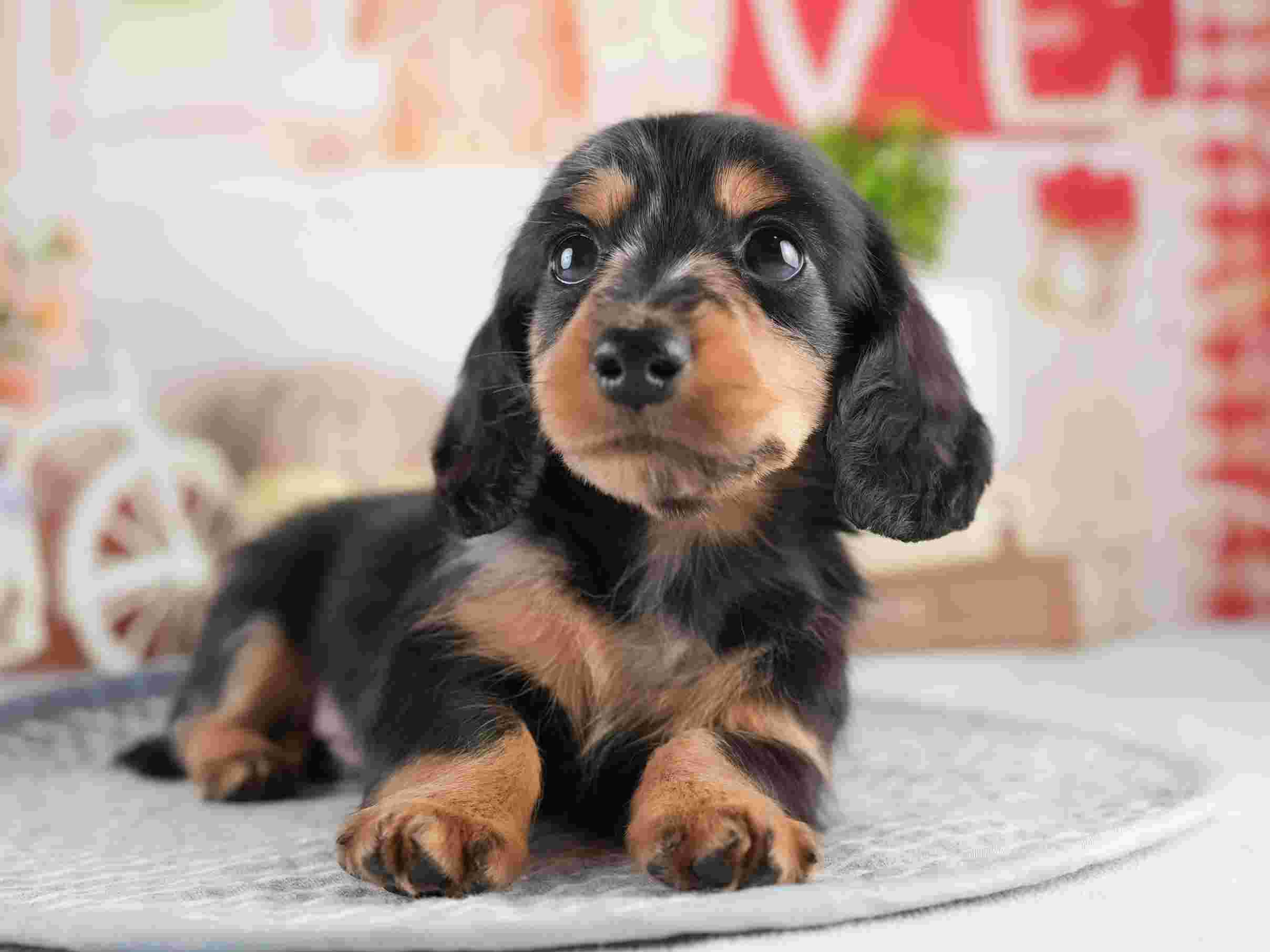 ミニチュア・ダックスフンド(ロング) | 男の子 | シルバーダップル | 2026年1月25日