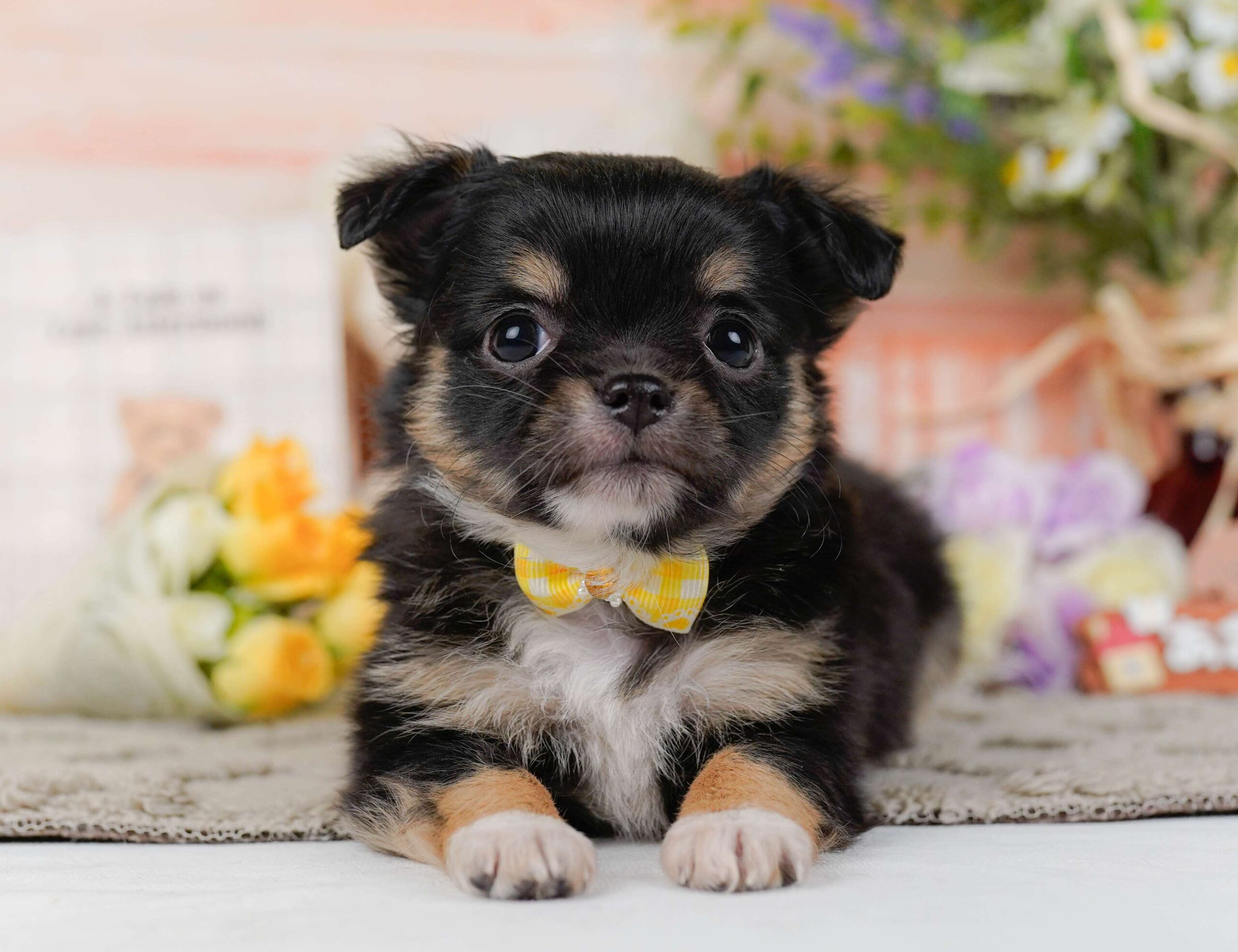 チワワ(ロング) | 女の子 | ブラック＆タン | 2026年1月26日