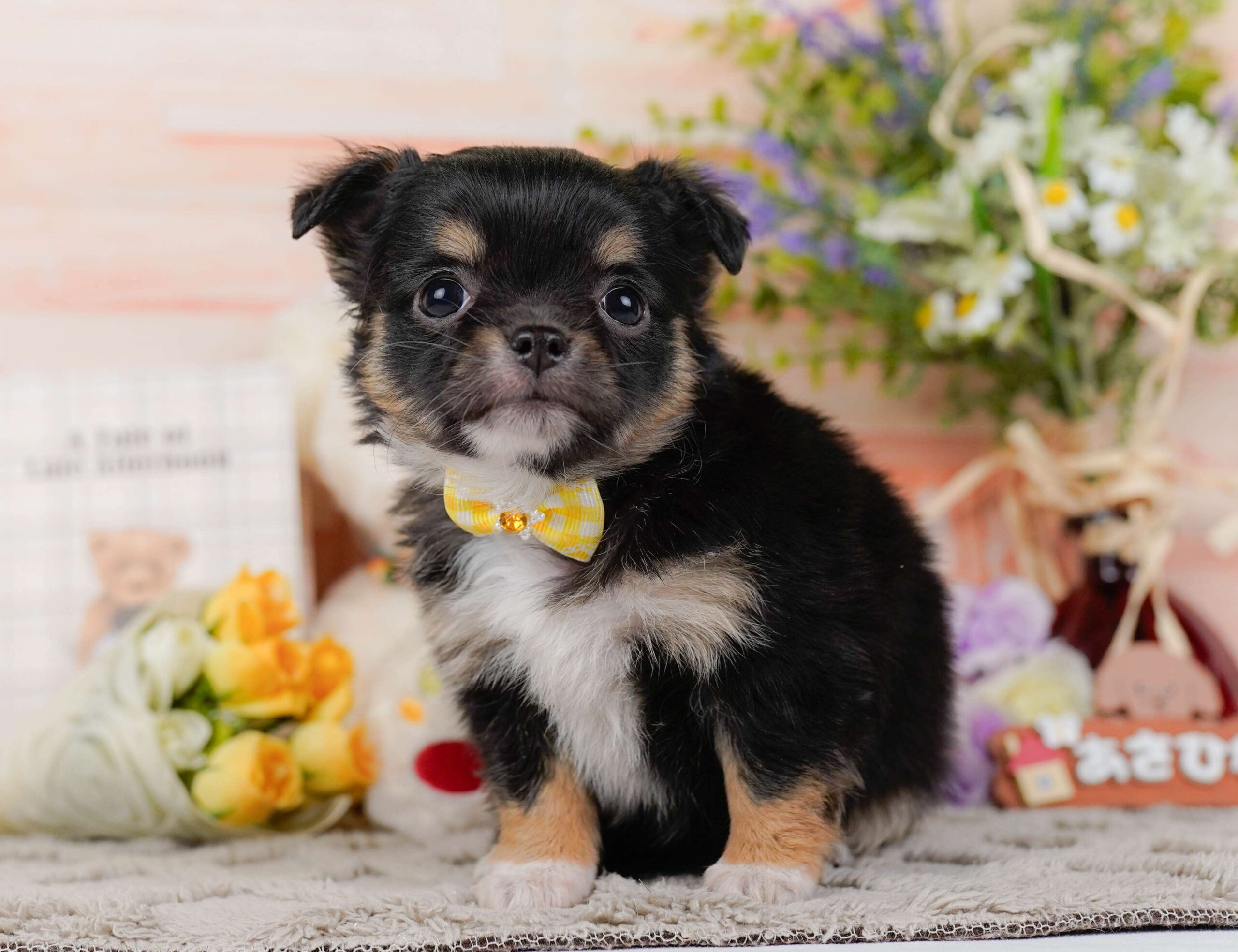 チワワ(ロング) | 女の子 | ブラック＆タン | 2026年1月26日