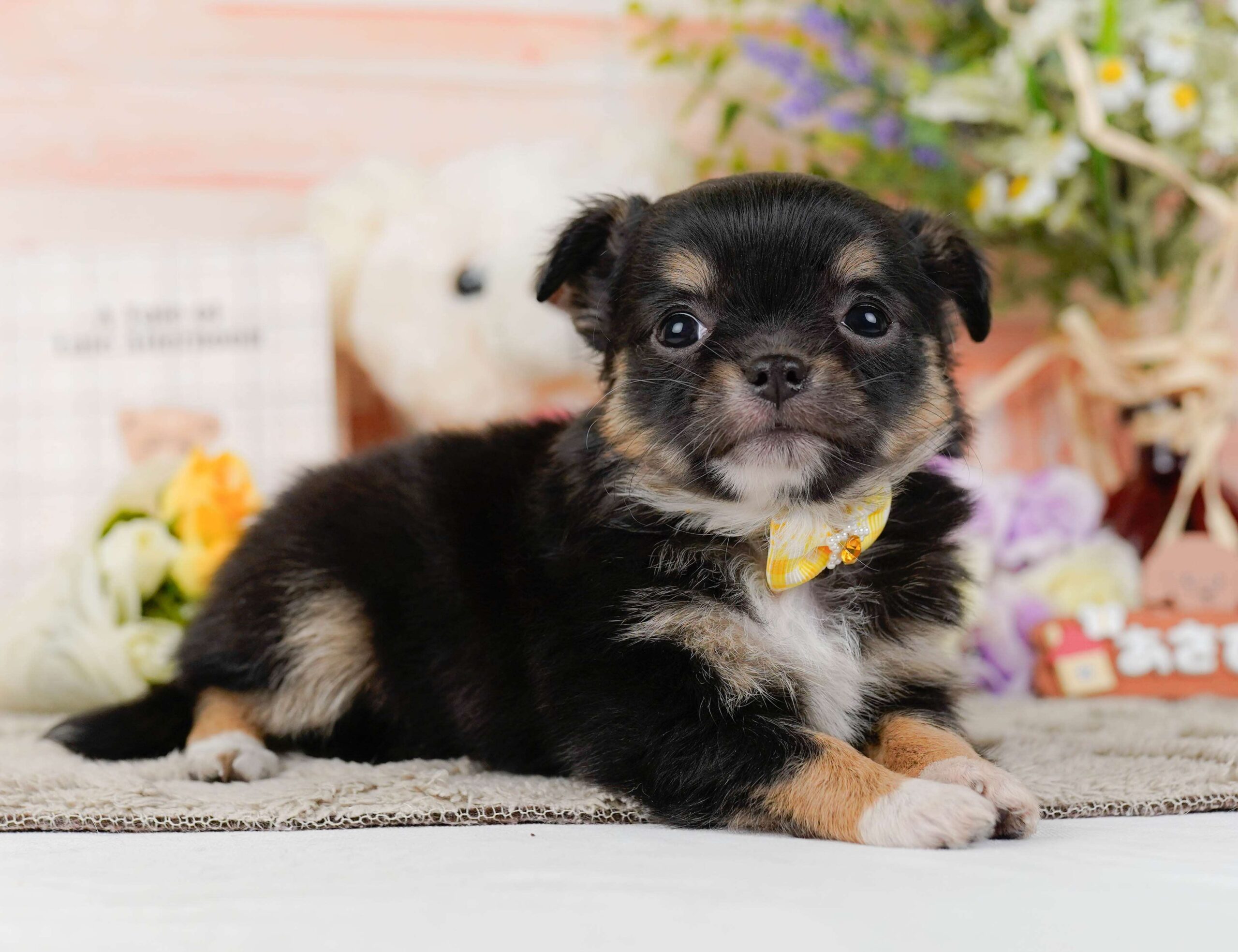 チワワ(ロング) | 女の子 | ブラック＆タン | 2026年1月26日