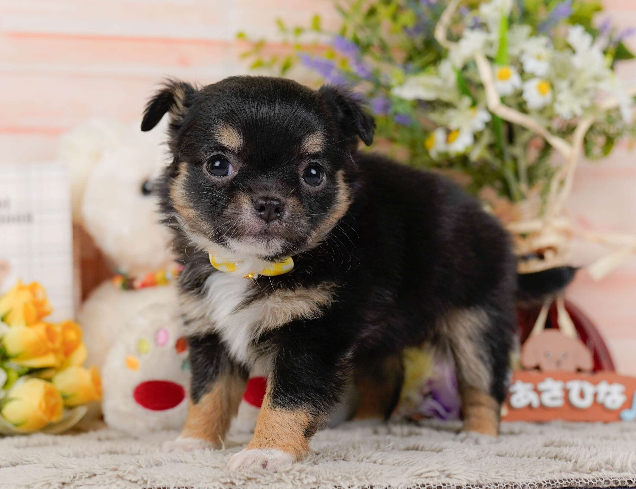 チワワ(ロング) | 女の子 | ブラック＆タン | 2026年1月26日