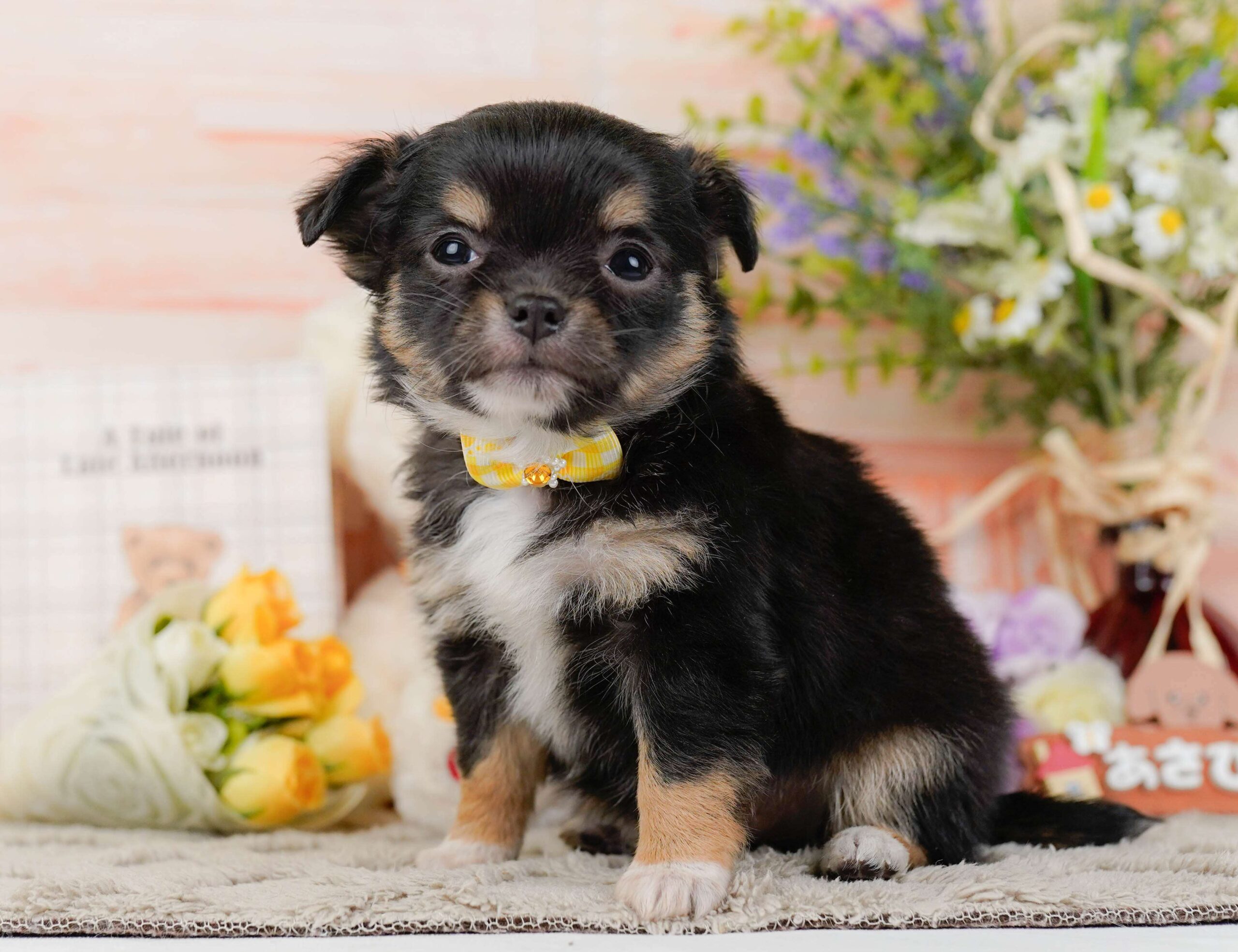 チワワ(ロング) | 女の子 | ブラック＆タン | 2026年1月26日