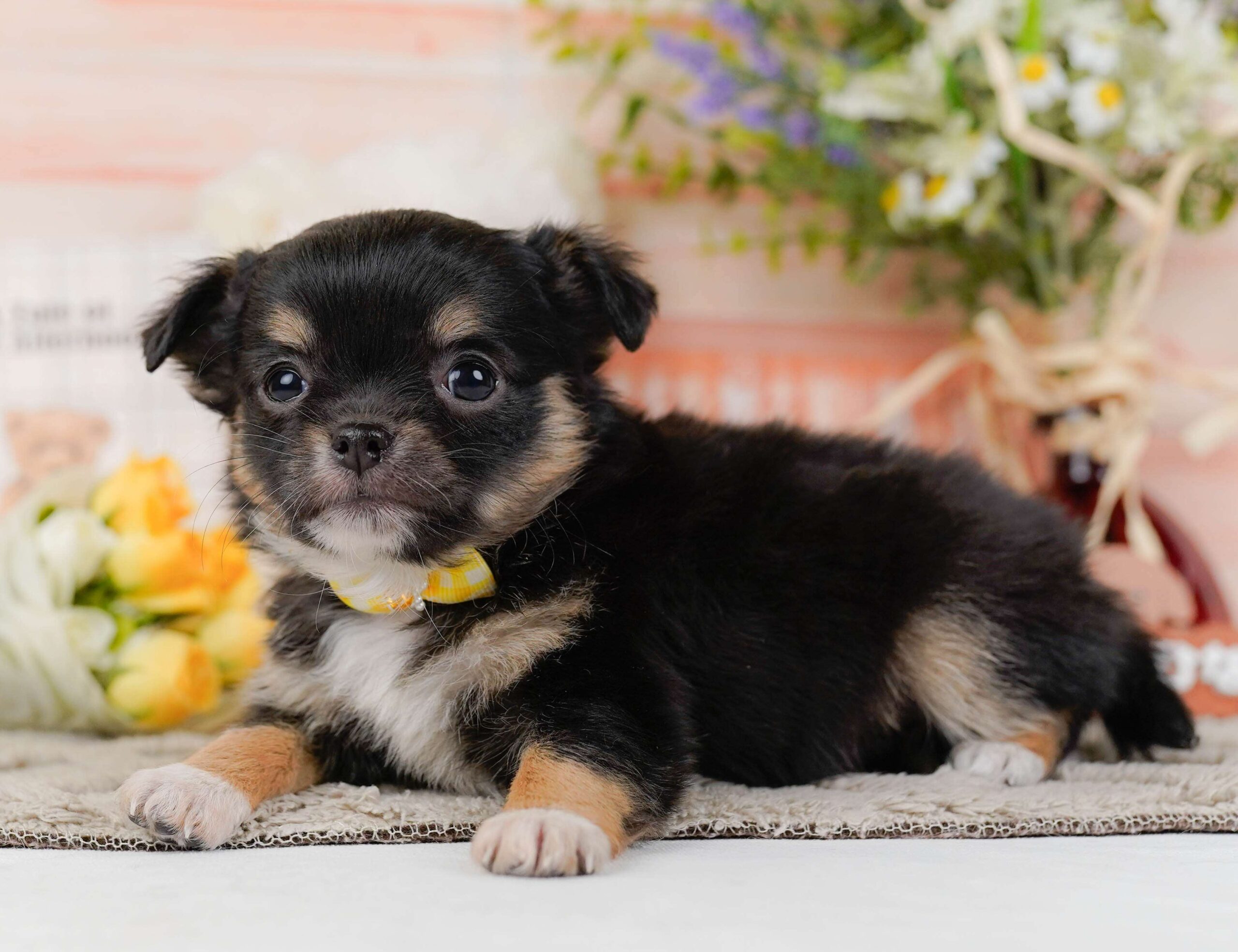 チワワ(ロング) | 女の子 | ブラック＆タン | 2026年1月26日