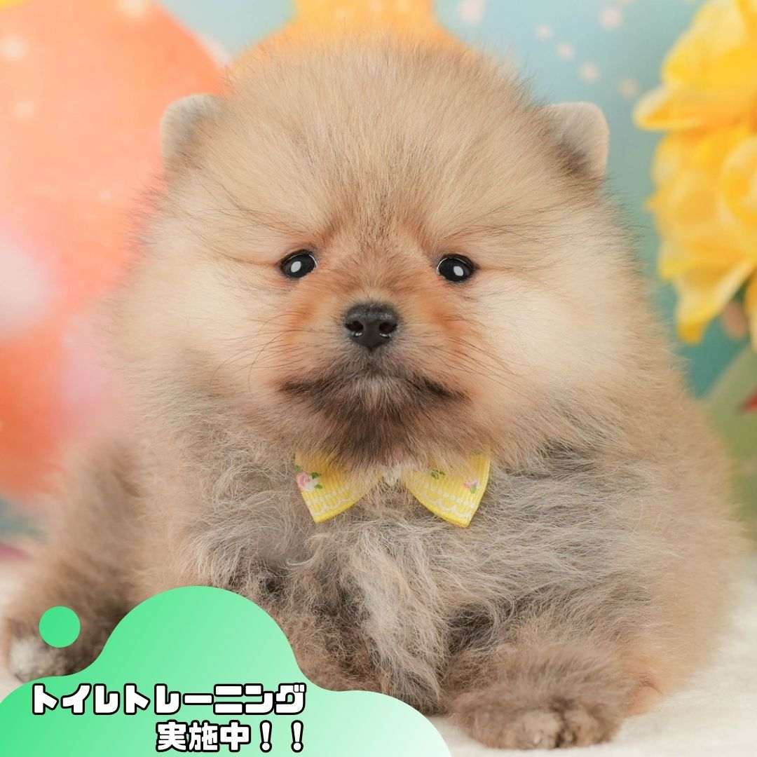 ポメラニアン | 女の子 | オレンジ | 2026年1月26日