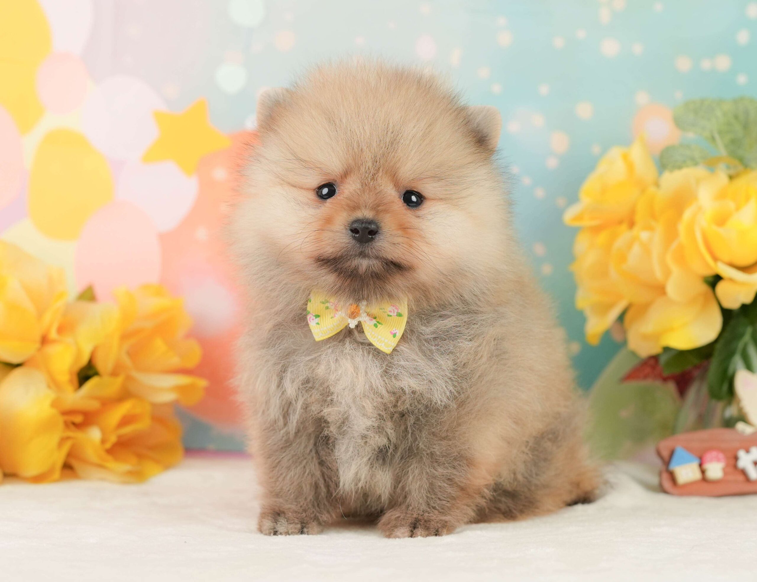 ポメラニアン | 女の子 | オレンジ | 2026年1月26日