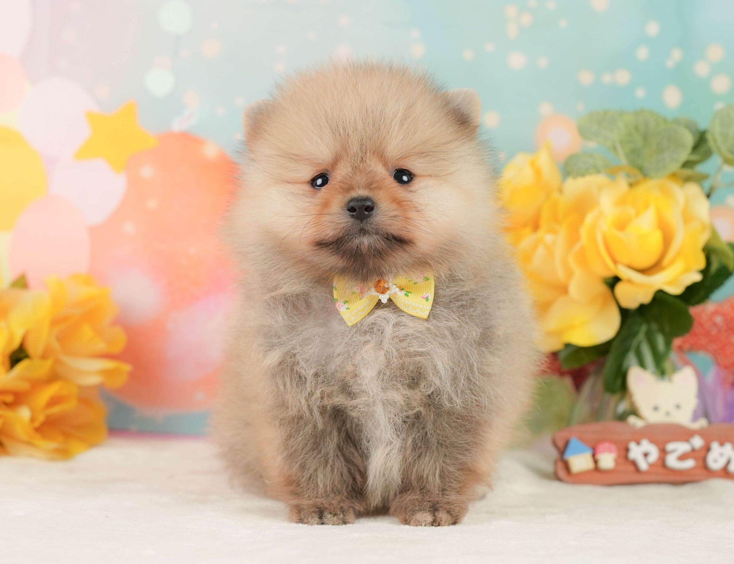 ポメラニアン | 女の子 | オレンジ | 2026年1月26日