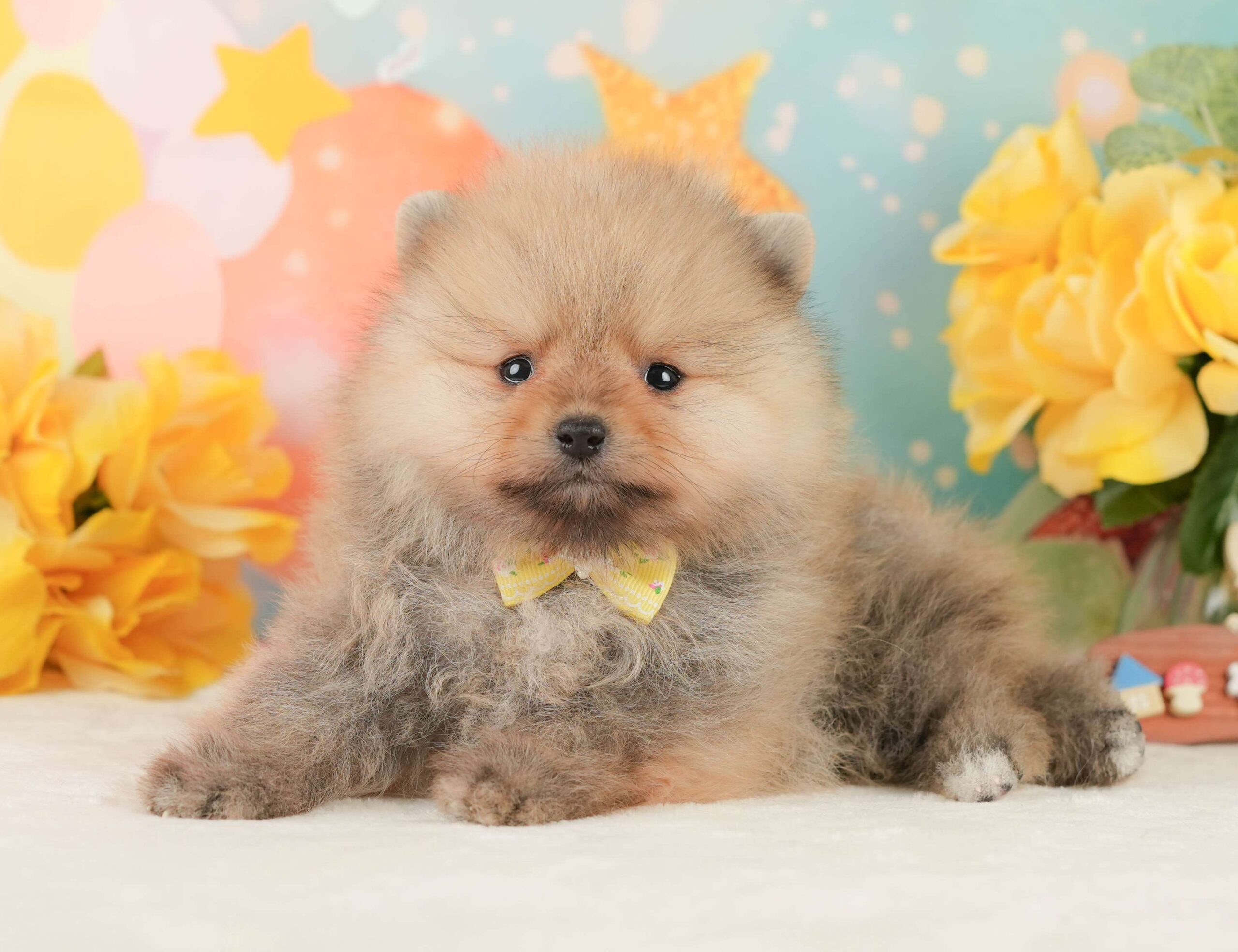 ポメラニアン | 女の子 | オレンジ | 2026年1月26日