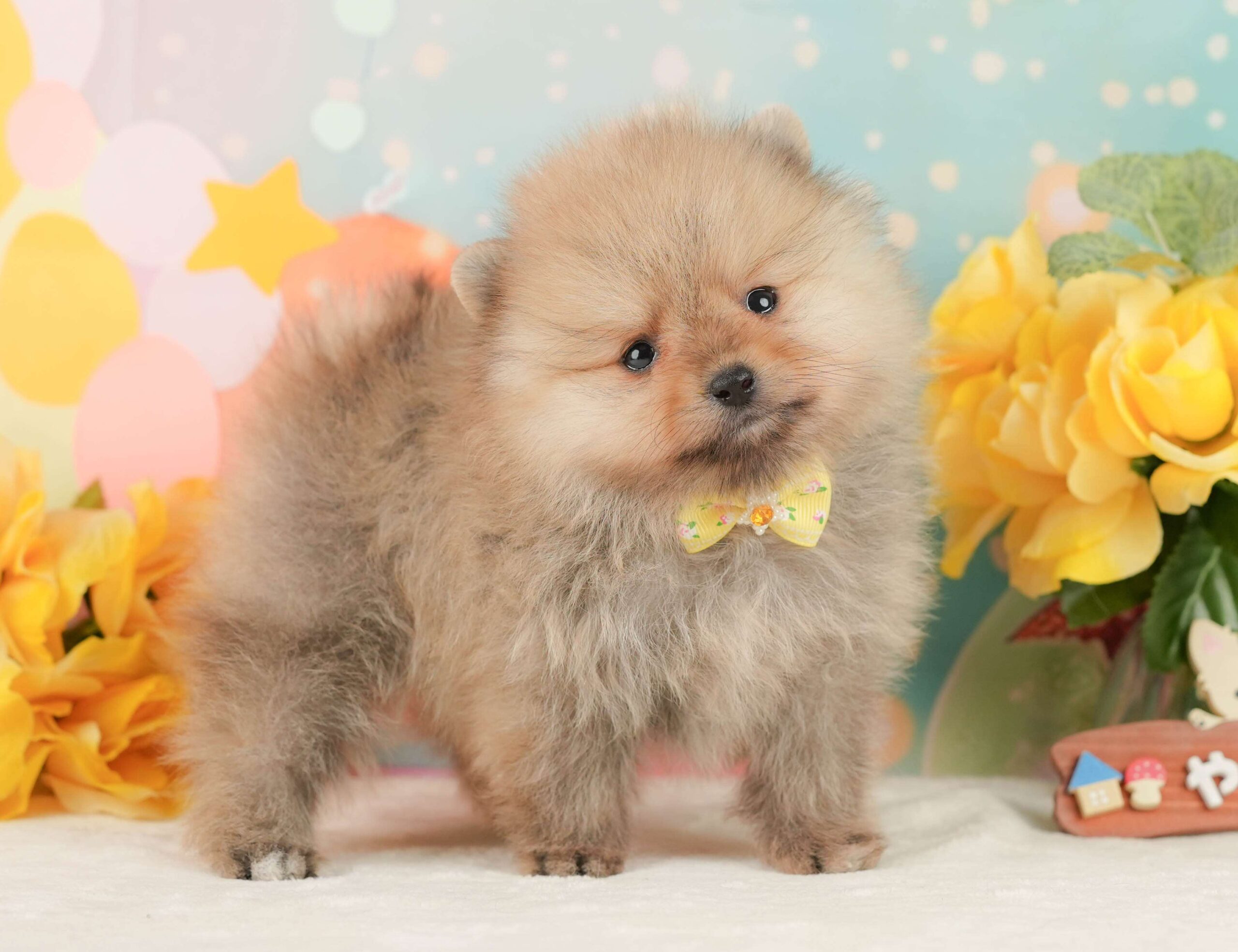 ポメラニアン | 女の子 | オレンジ | 2026年1月26日