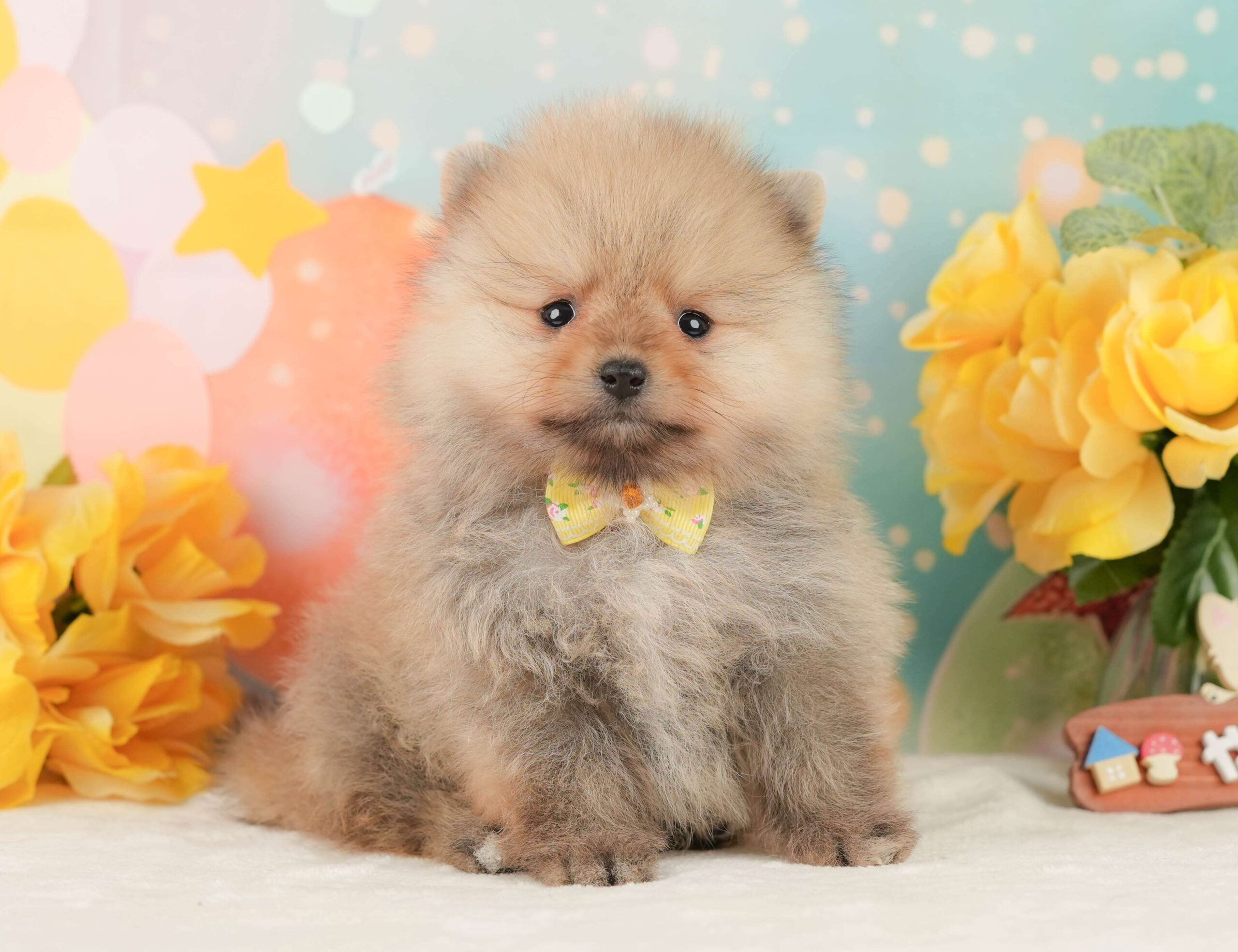 ポメラニアン | 女の子 | オレンジ | 2026年1月26日