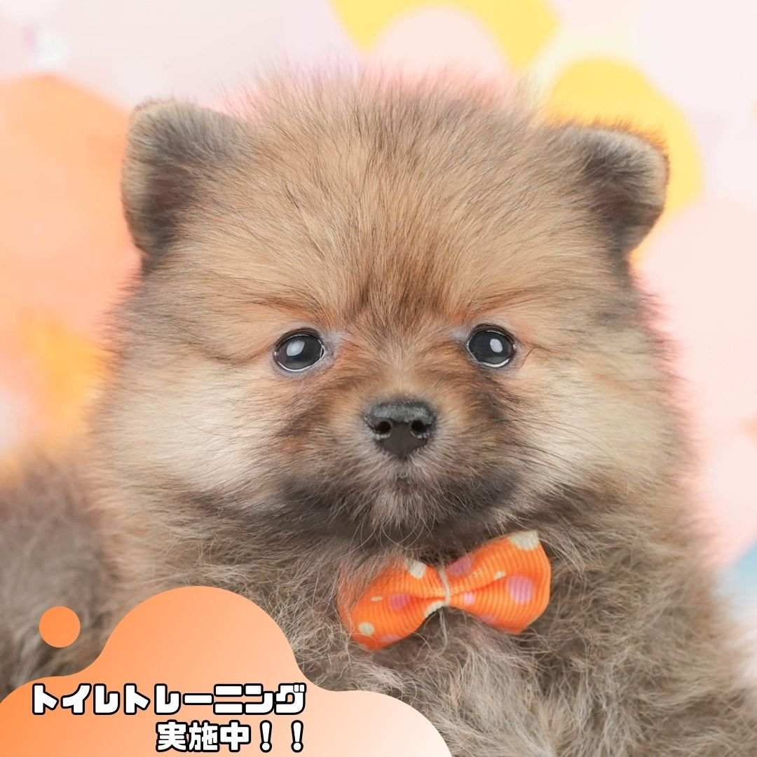 ポメラニアン | 女の子 | オレンジ | 2026年1月26日