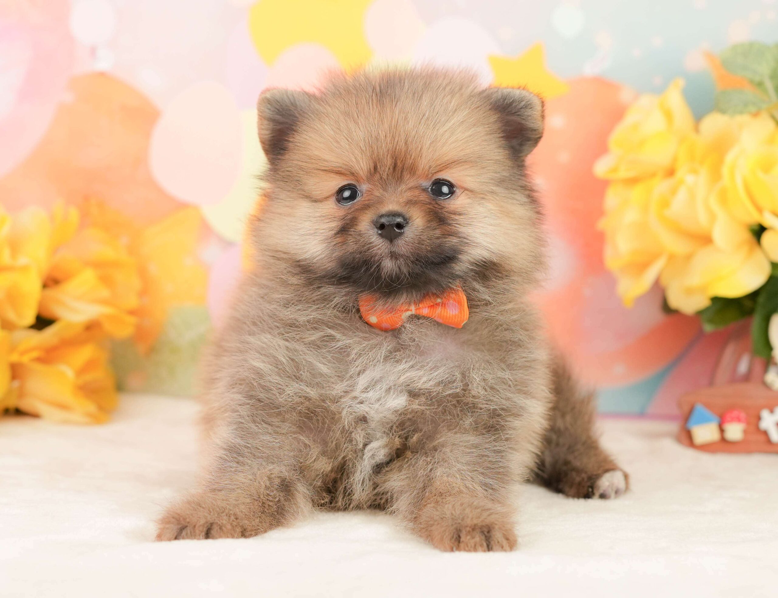 ポメラニアン | 女の子 | オレンジ | 2026年1月26日