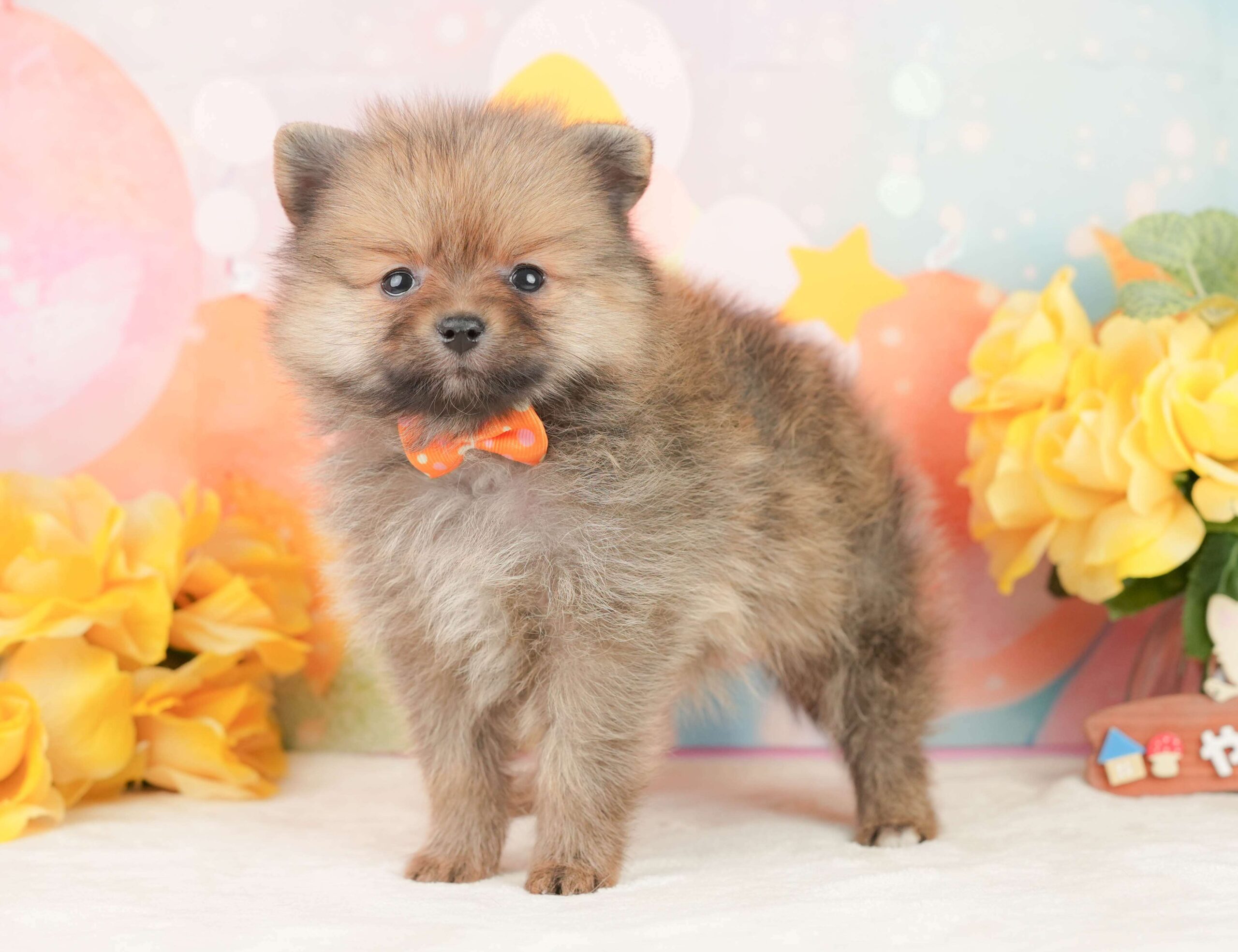ポメラニアン | 女の子 | オレンジ | 2026年1月26日