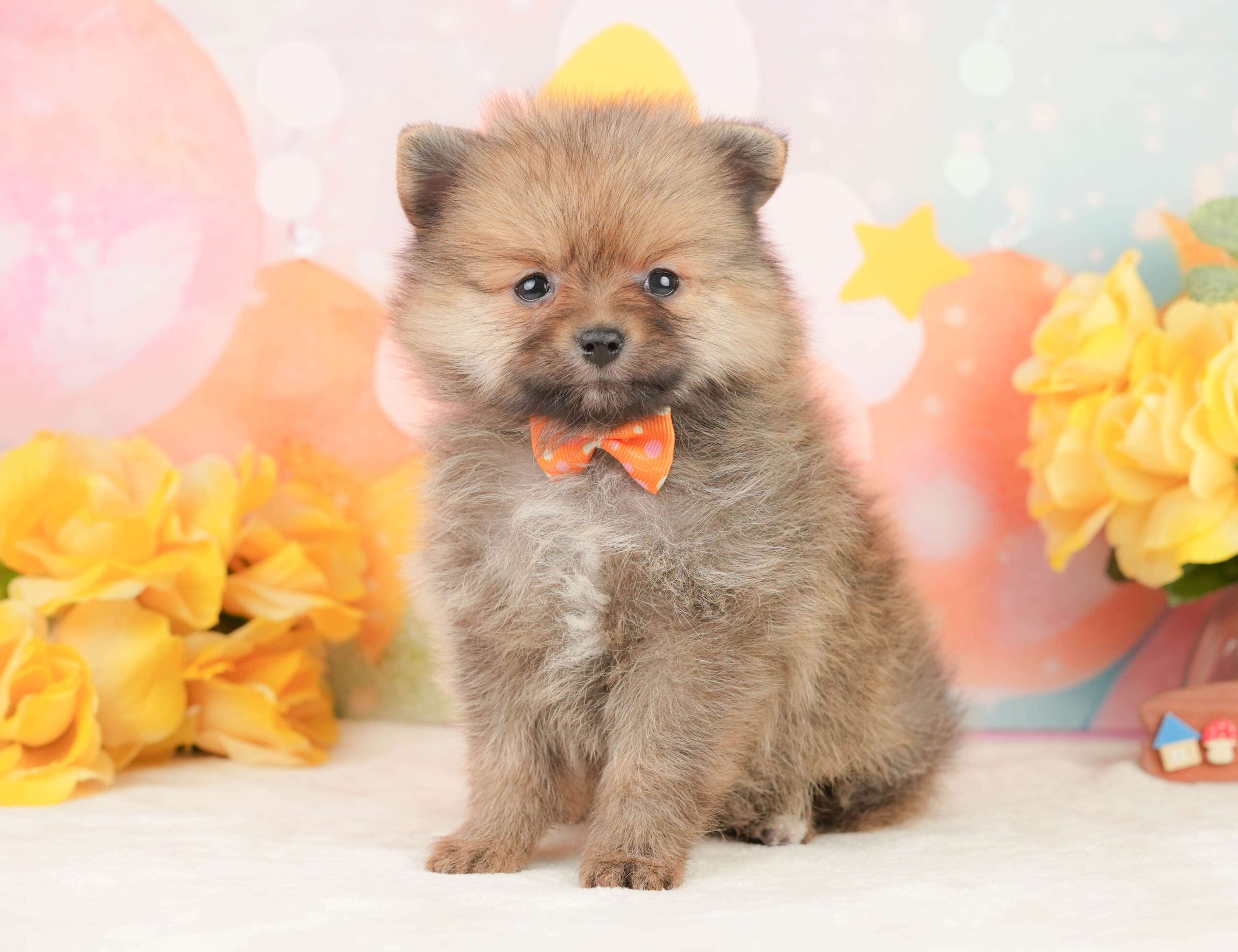 ポメラニアン | 女の子 | オレンジ | 2026年1月26日