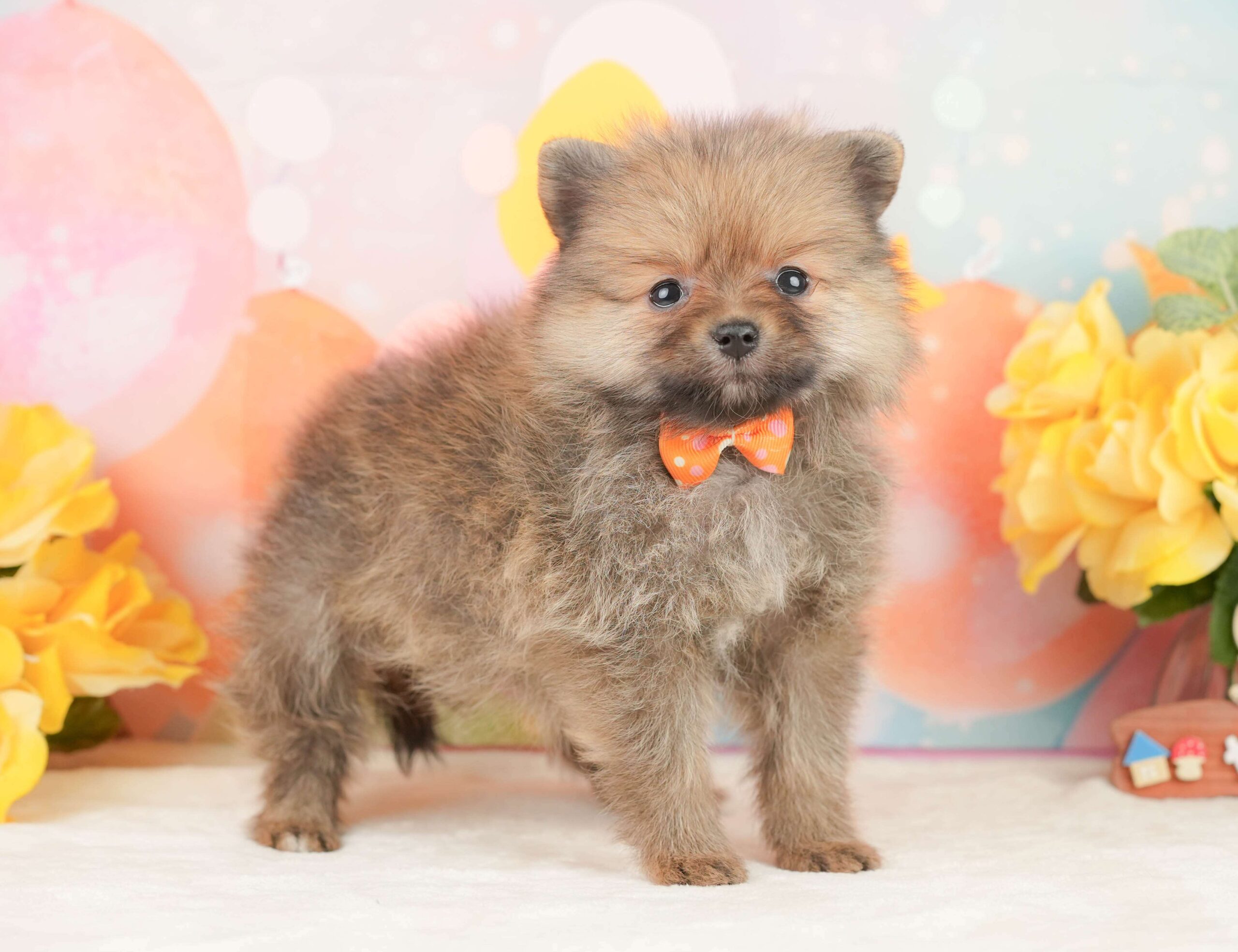 ポメラニアン | 女の子 | オレンジ | 2026年1月26日