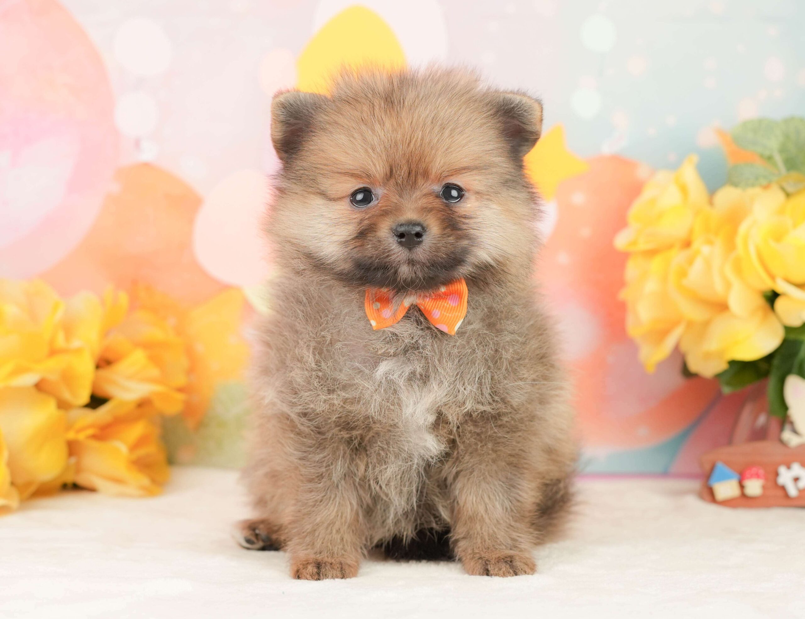 ポメラニアン | 女の子 | オレンジ | 2026年1月26日