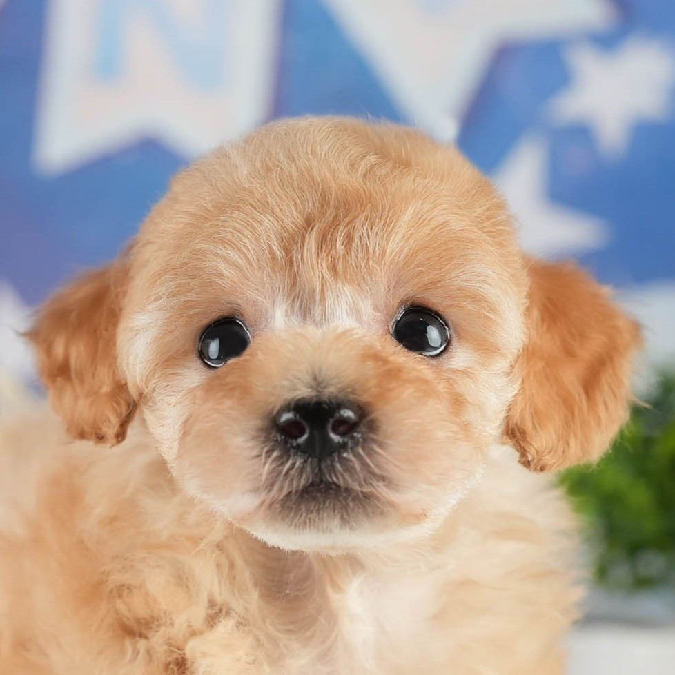 トイ・プードル | 男の子 | アプリコット | 2026年1月27日