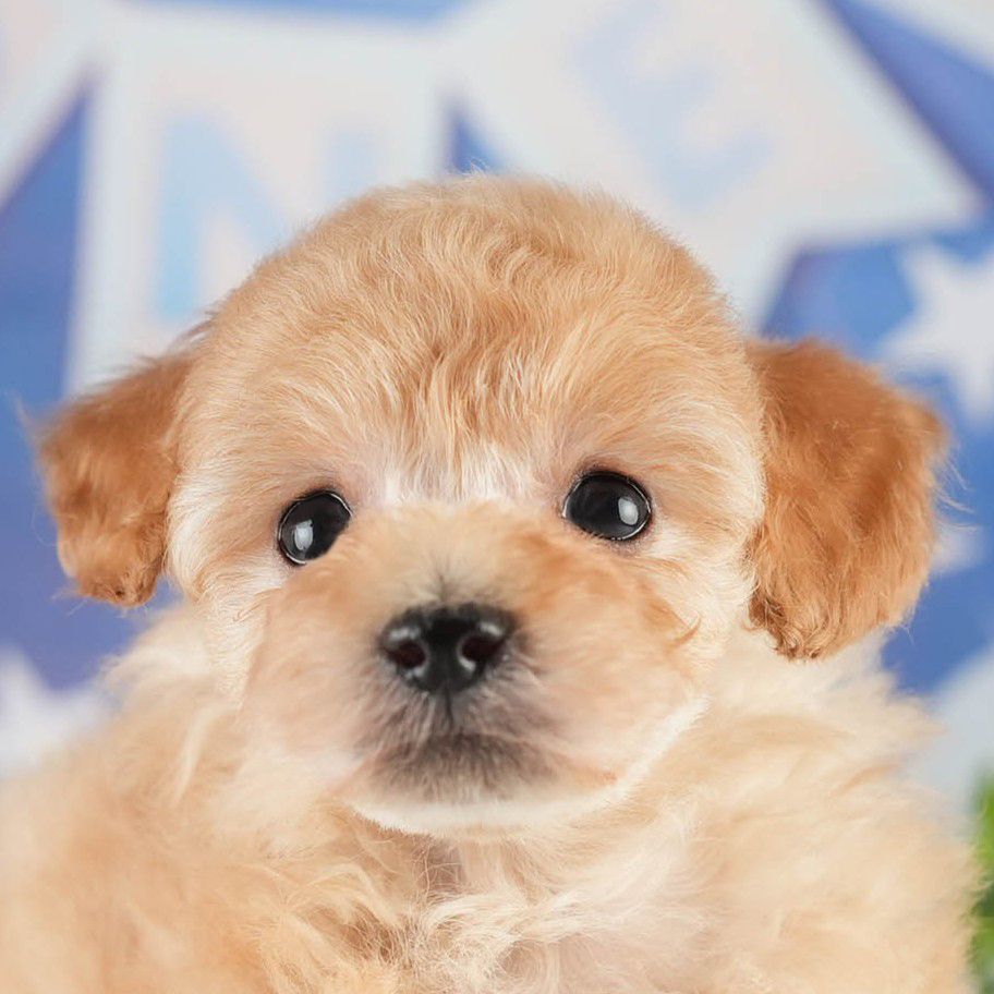 トイ・プードル | 男の子 | アプリコット | 2026年1月27日