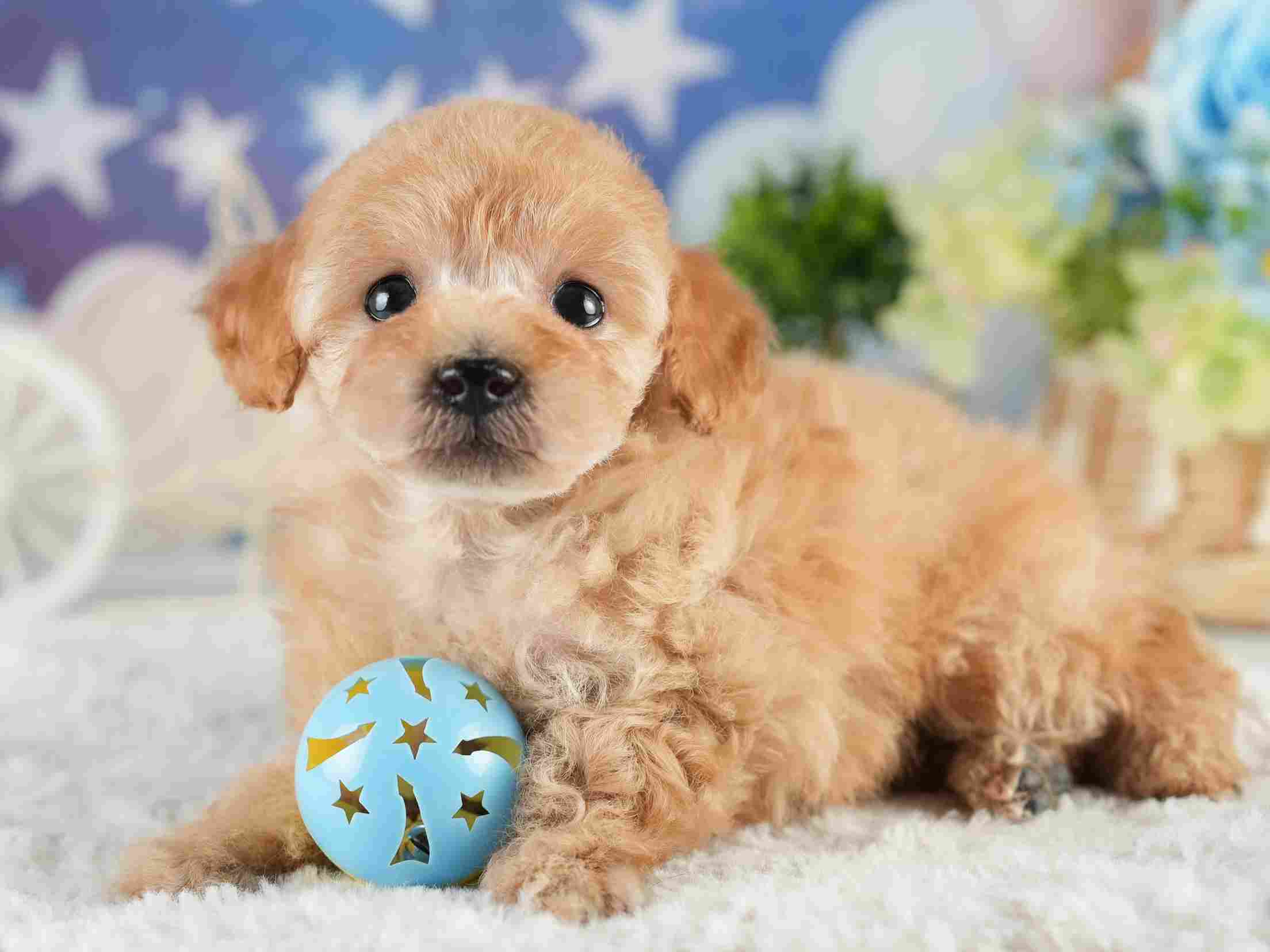 トイ・プードル | 男の子 | アプリコット | 2026年1月27日