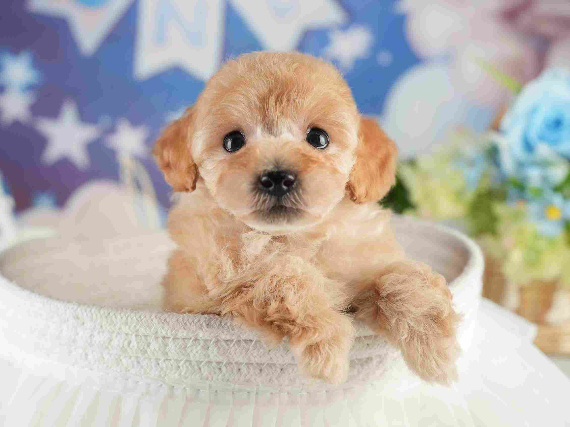 トイ・プードル | 男の子 | アプリコット | 2026年1月27日
