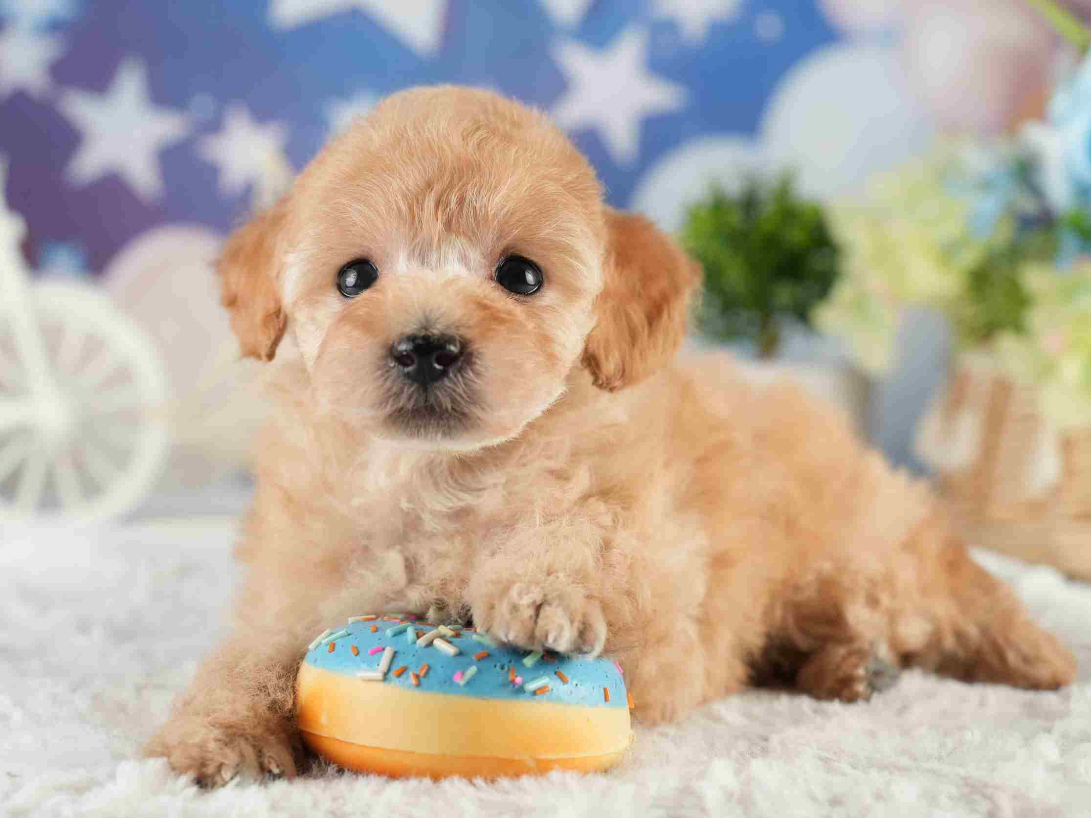 トイ・プードル | 男の子 | アプリコット | 2026年1月27日