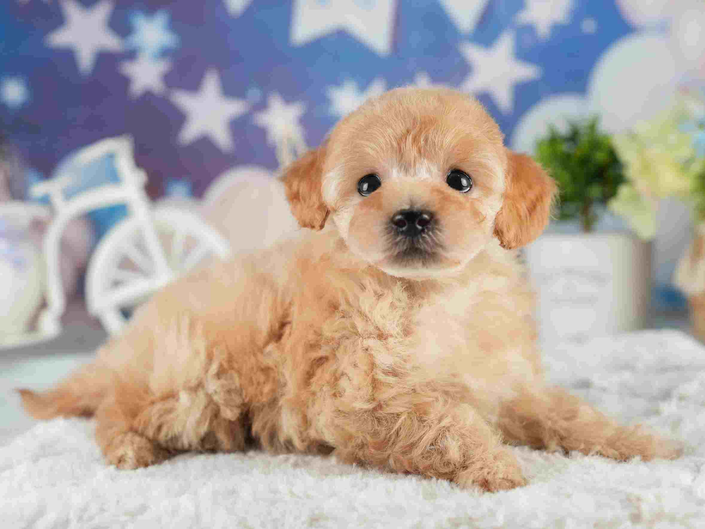 トイ・プードル | 男の子 | アプリコット | 2026年1月27日
