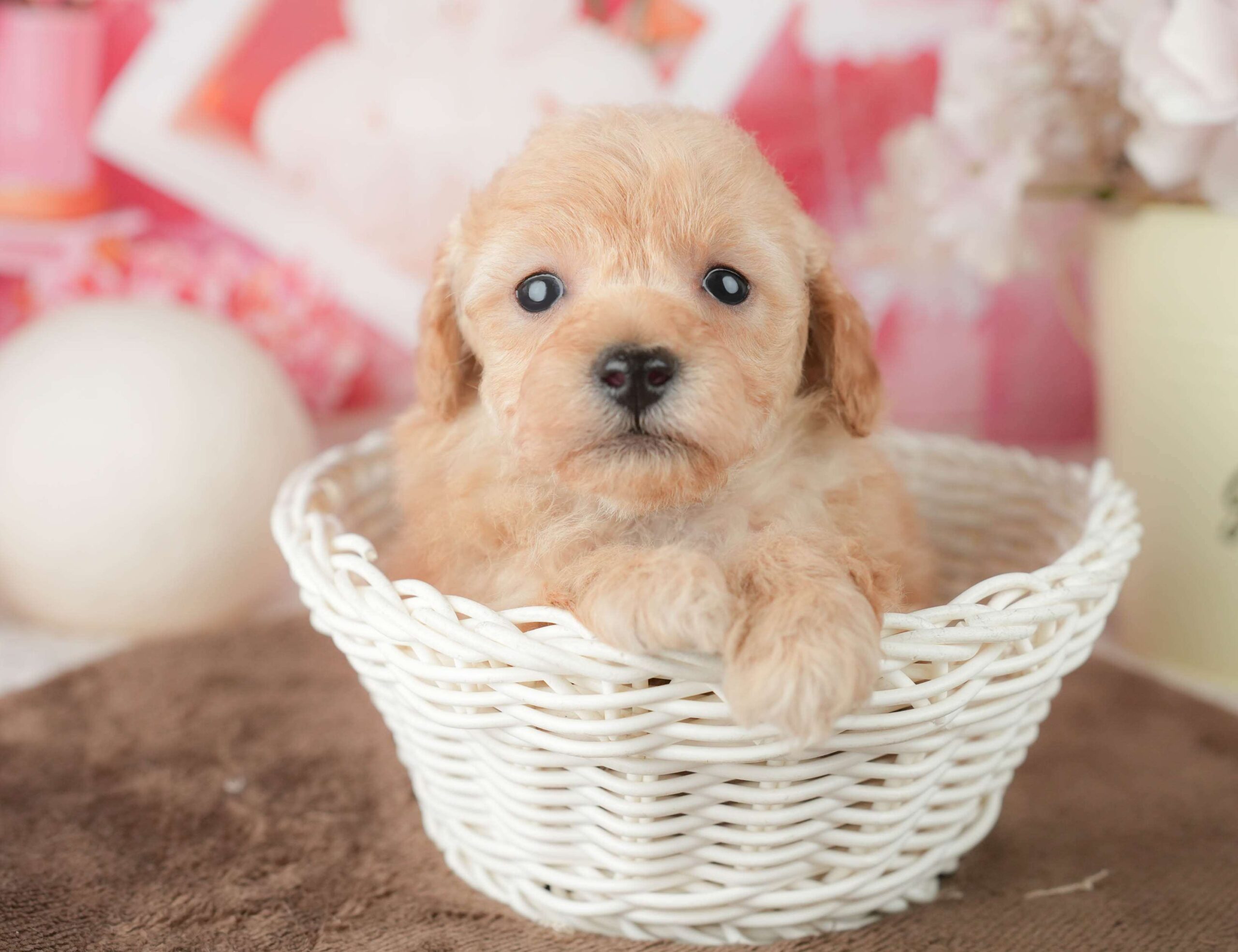 トイ・プードル | 男の子 | アプリコット | 2026年1月27日