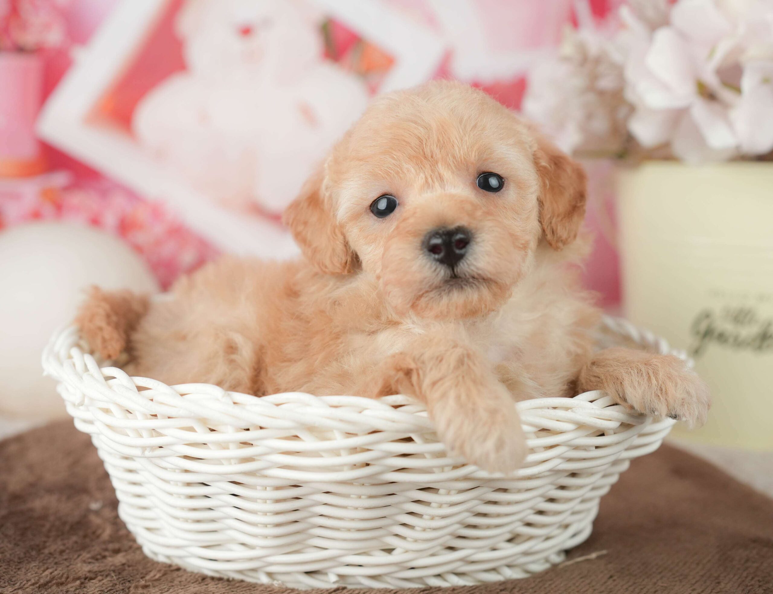 トイ・プードル | 男の子 | アプリコット | 2026年1月27日