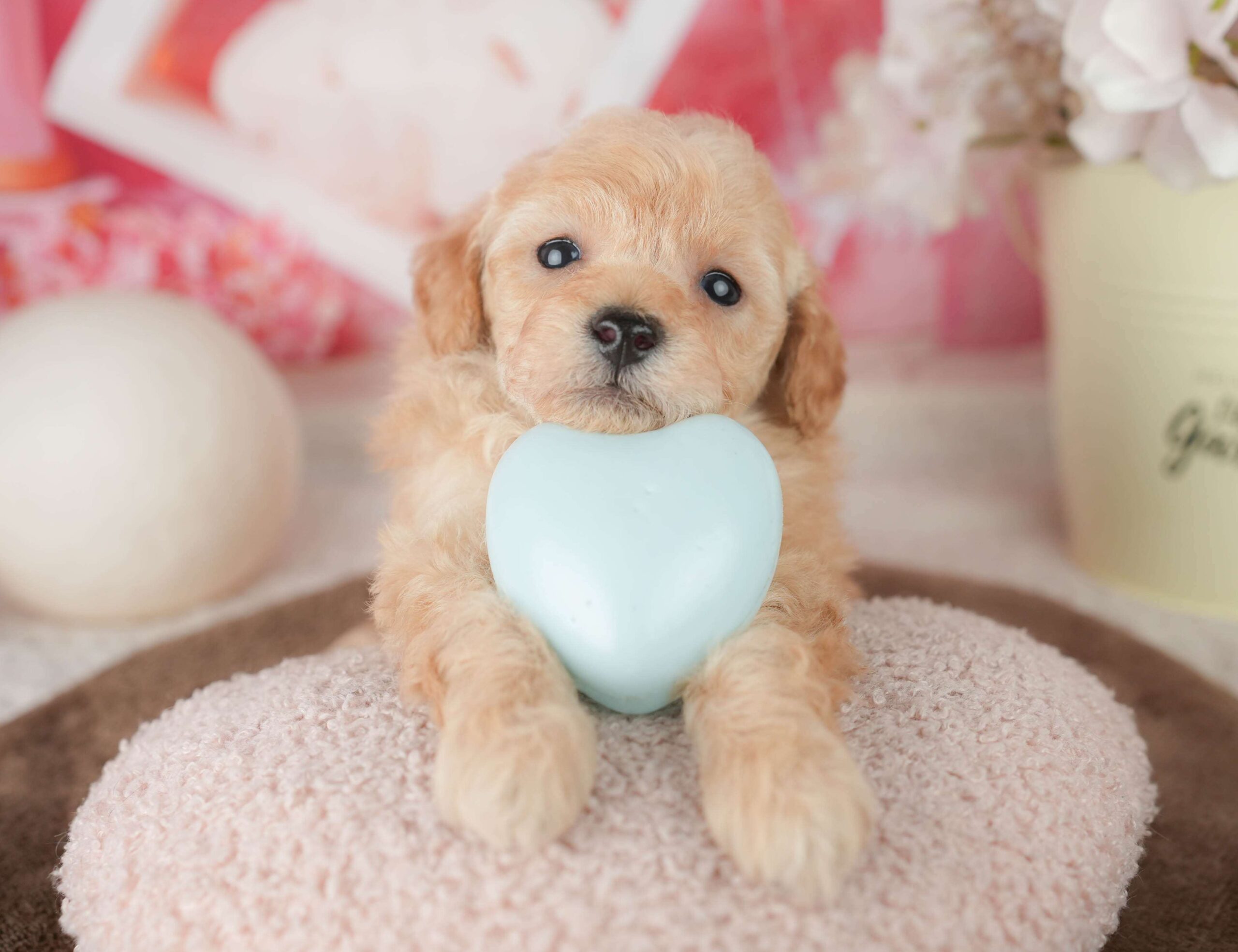 トイ・プードル | 男の子 | アプリコット | 2026年1月27日