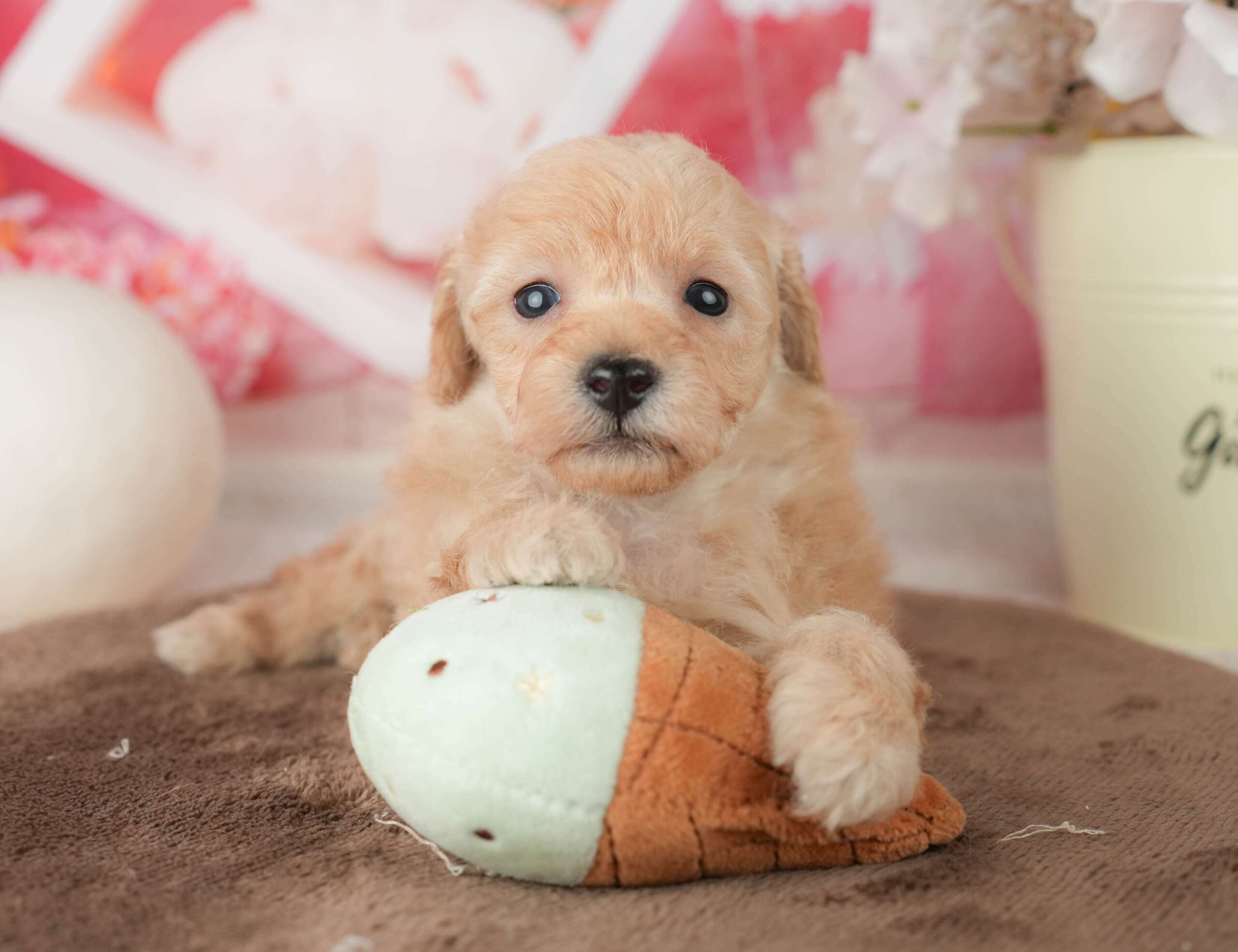 トイ・プードル | 男の子 | アプリコット | 2026年1月27日