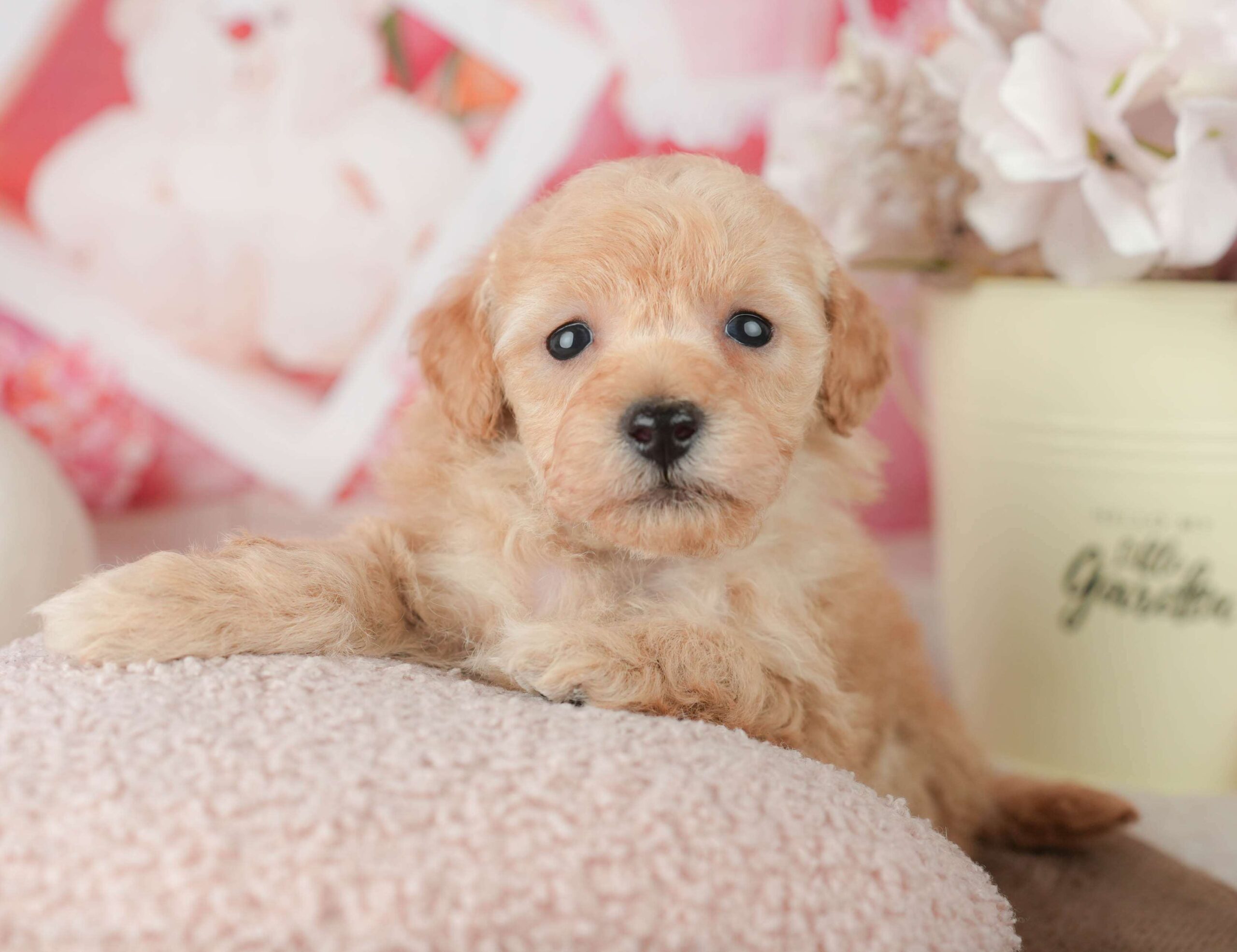 トイ・プードル | 男の子 | アプリコット | 2026年1月27日