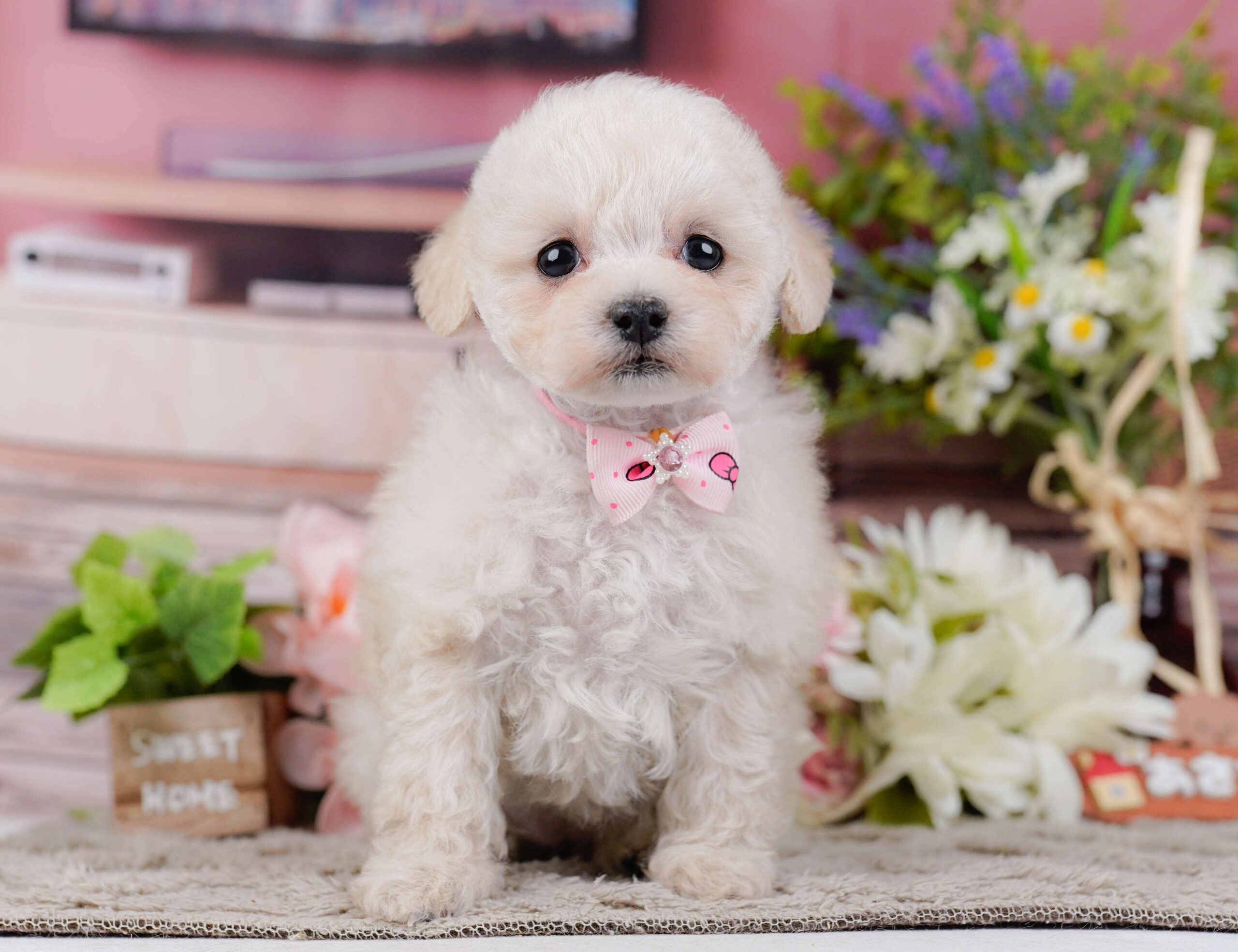 タイニー・プードル | 女の子 | クリーム | 2026年1月27日