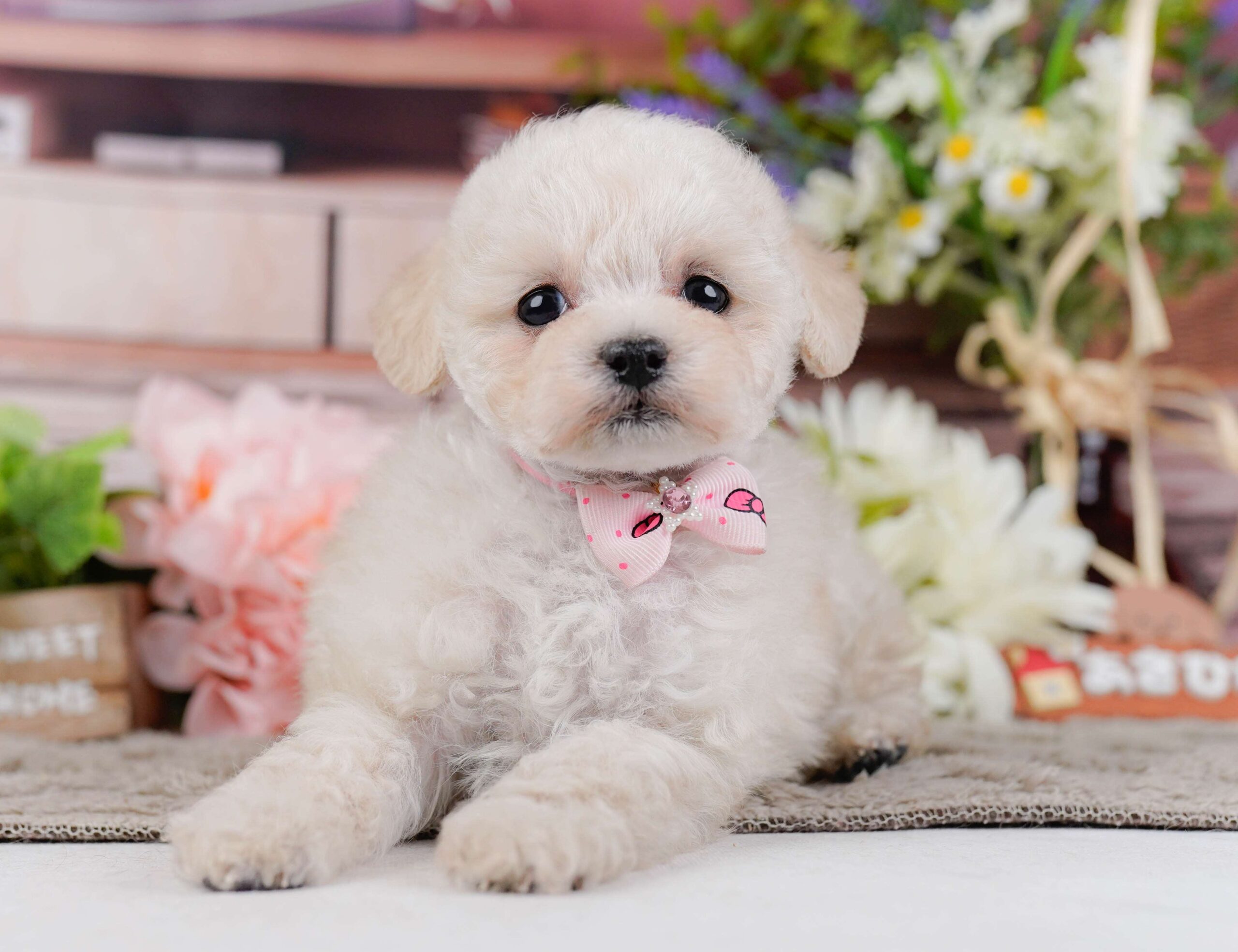 タイニー・プードル | 女の子 | クリーム | 2026年1月27日