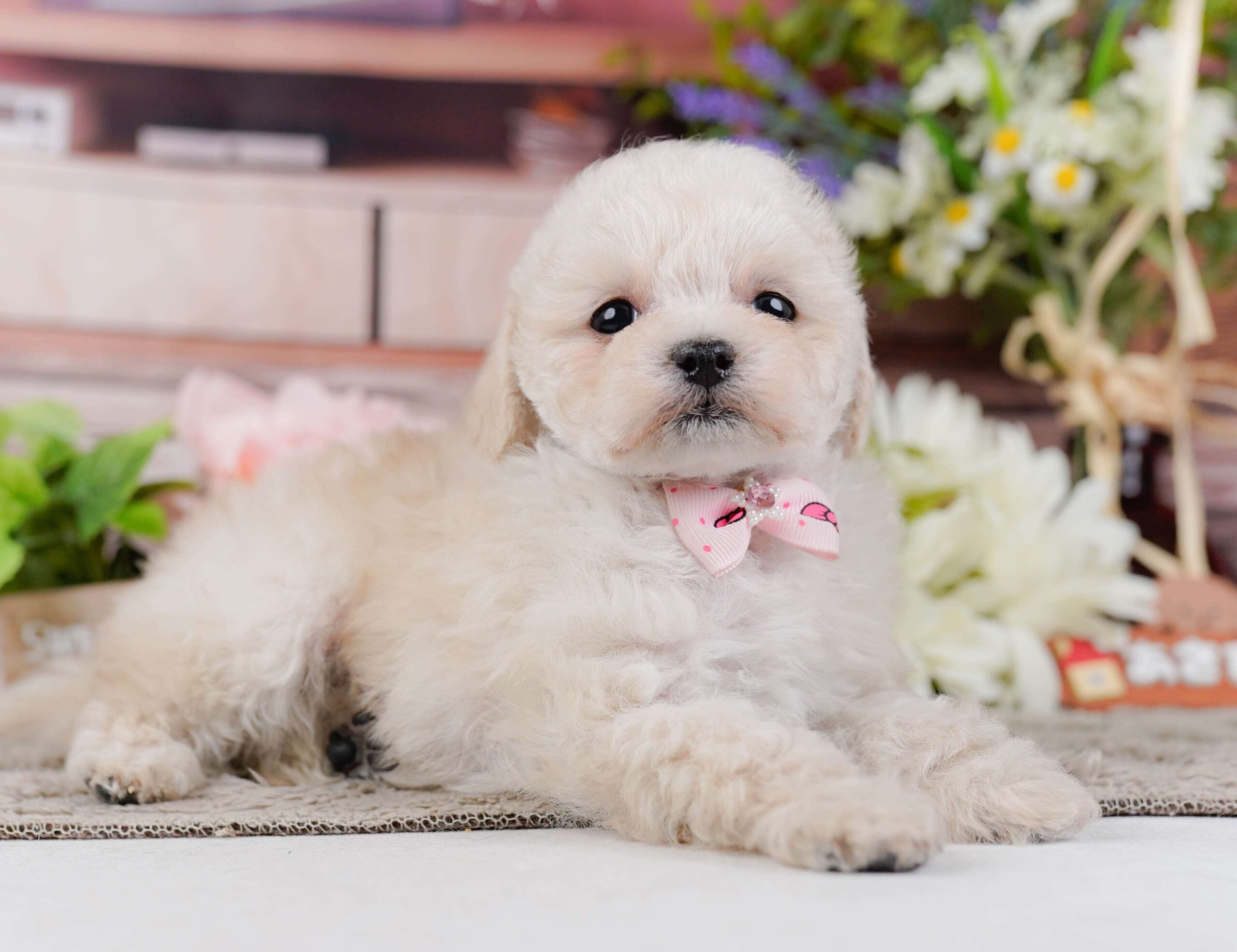 タイニー・プードル | 女の子 | クリーム | 2026年1月27日