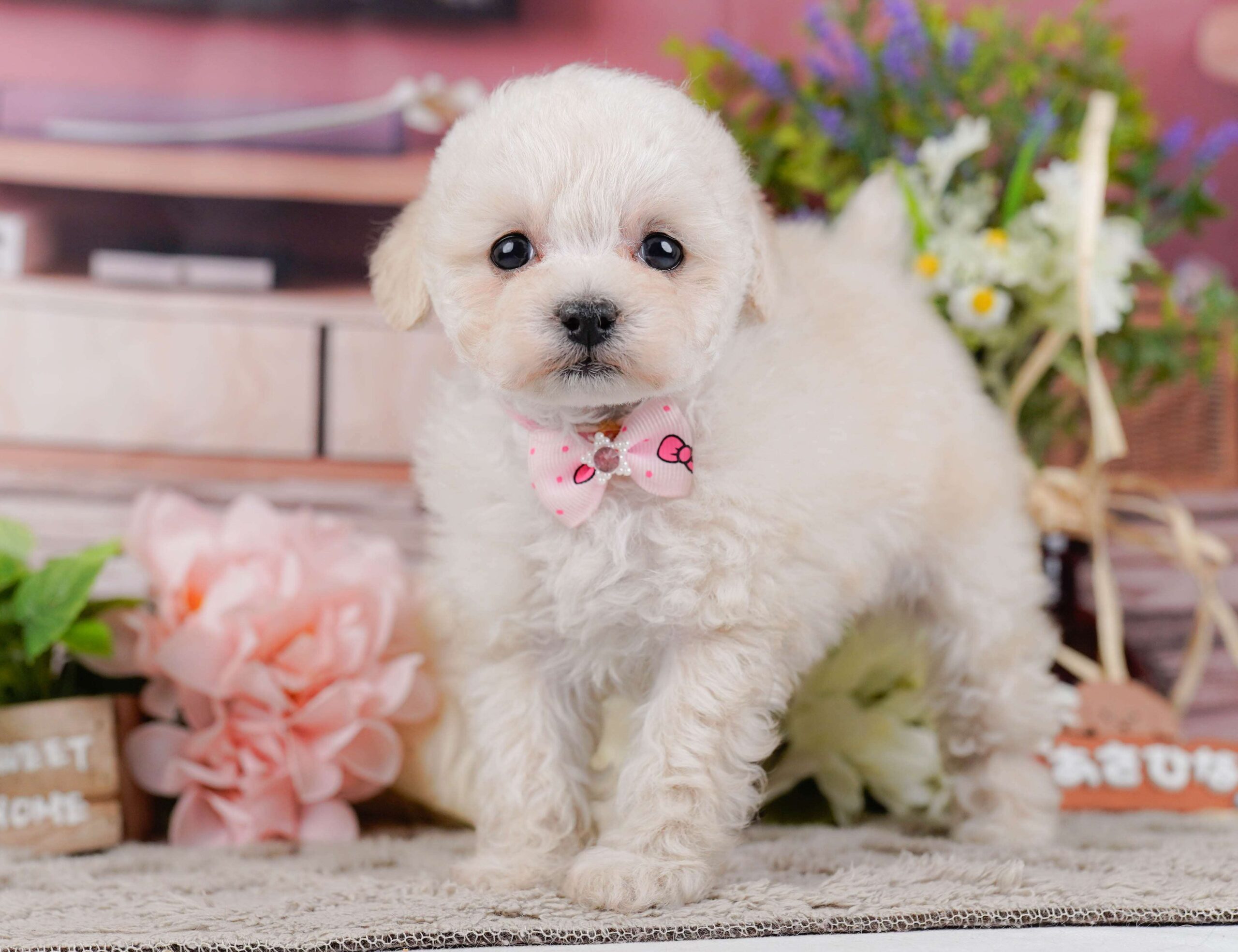 タイニー・プードル | 女の子 | クリーム | 2026年1月27日