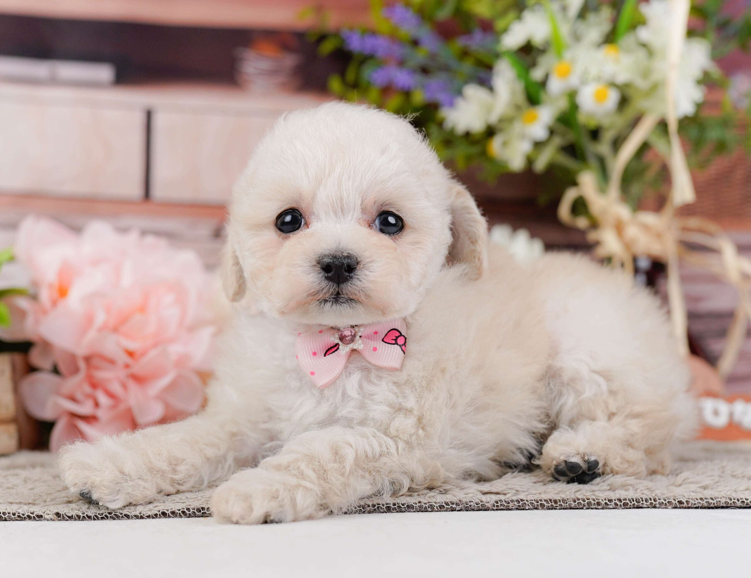 タイニー・プードル | 女の子 | クリーム | 2026年1月27日