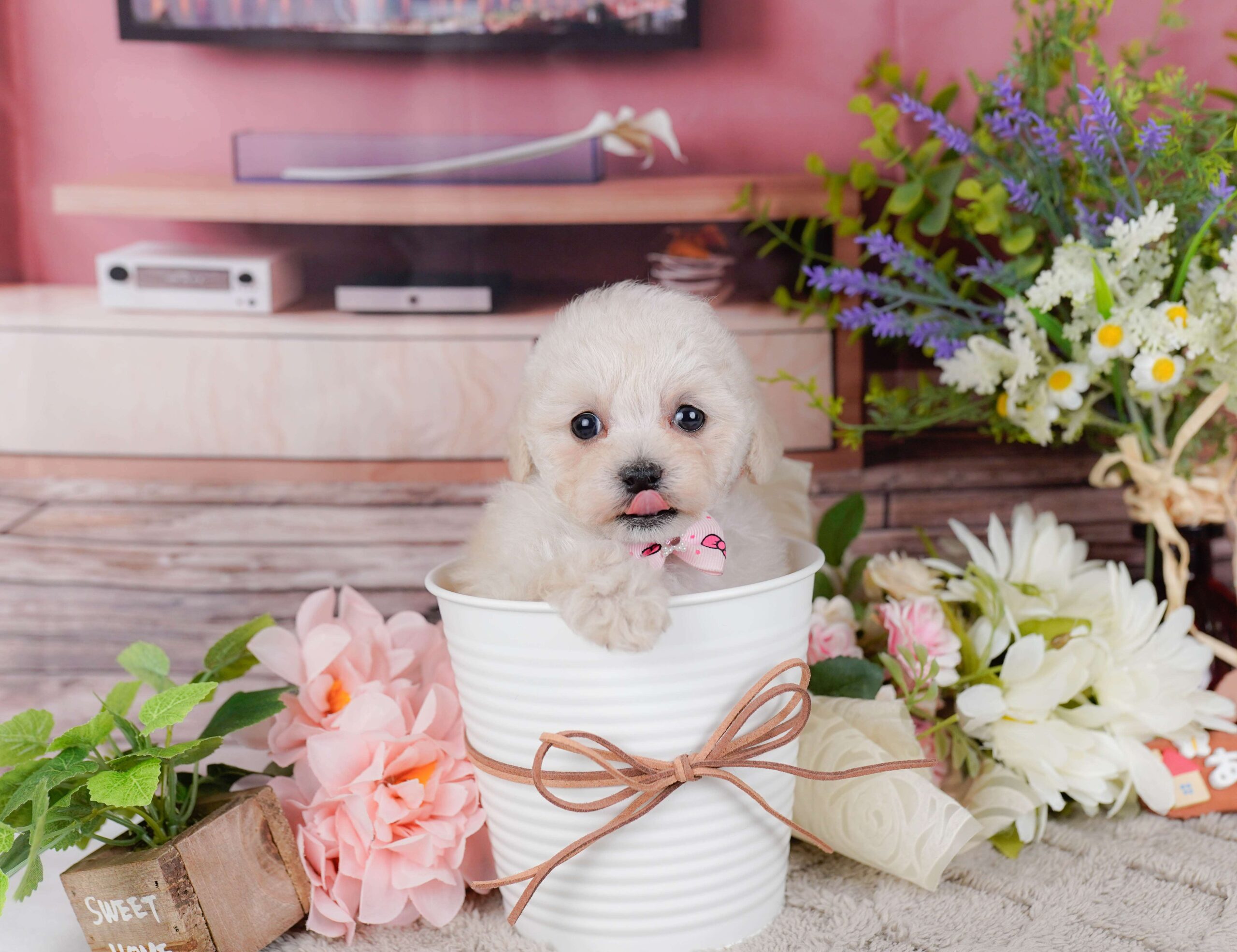 タイニー・プードル | 女の子 | クリーム | 2026年1月27日