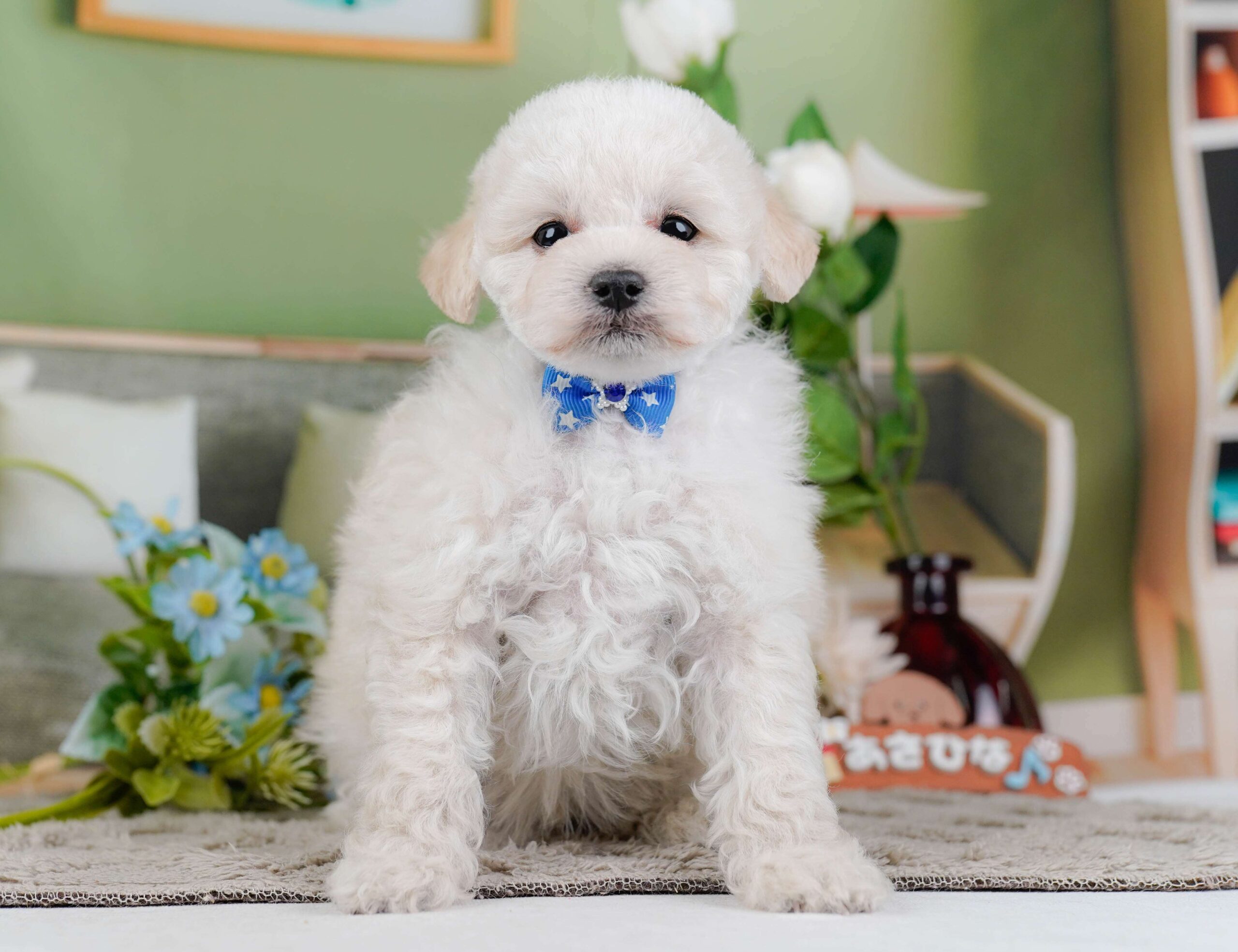 トイ・プードル | 男の子 | クリーム | 2026年1月27日