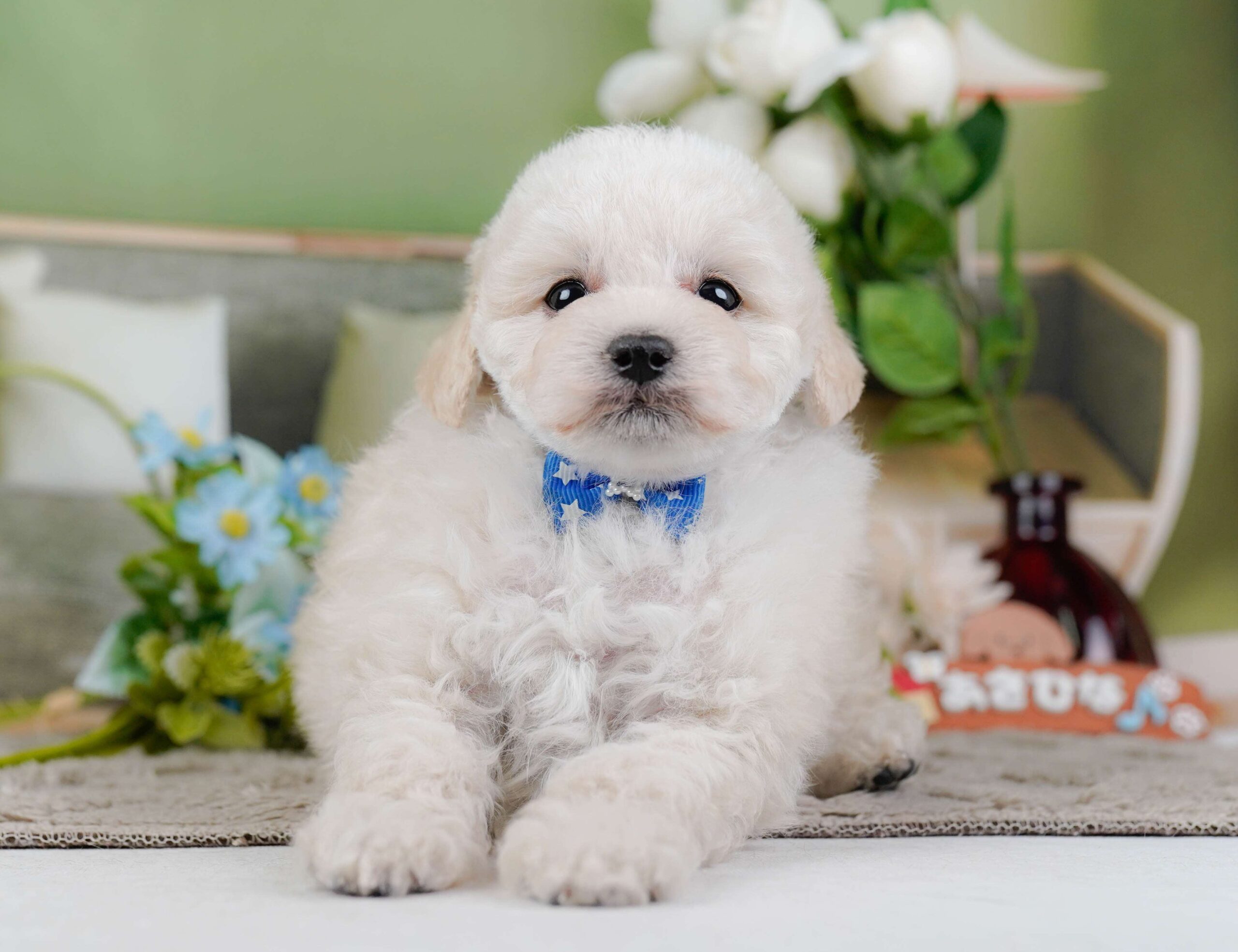 トイ・プードル | 男の子 | クリーム | 2026年1月27日