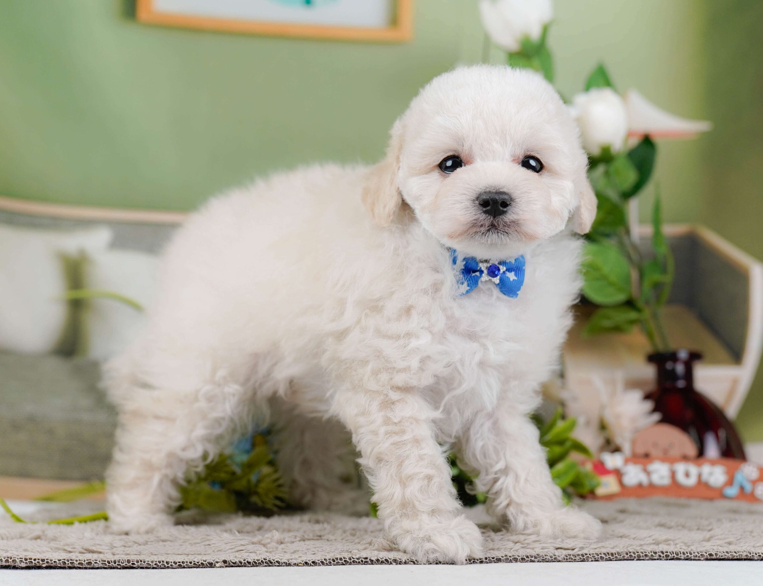 トイ・プードル | 男の子 | クリーム | 2026年1月27日