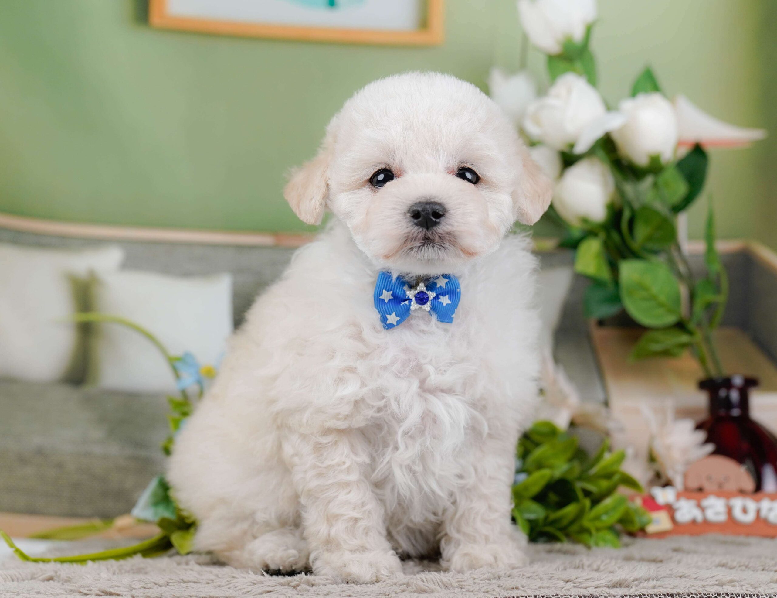 トイ・プードル | 男の子 | クリーム | 2026年1月27日