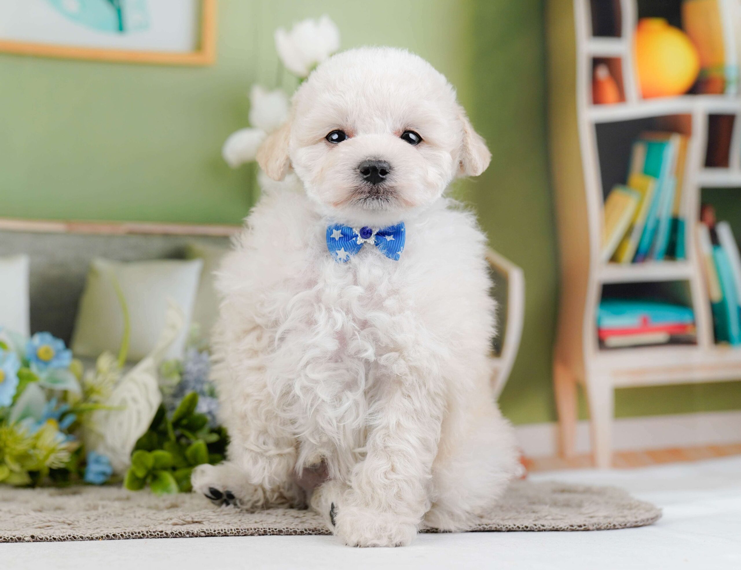 トイ・プードル | 男の子 | クリーム | 2026年1月27日