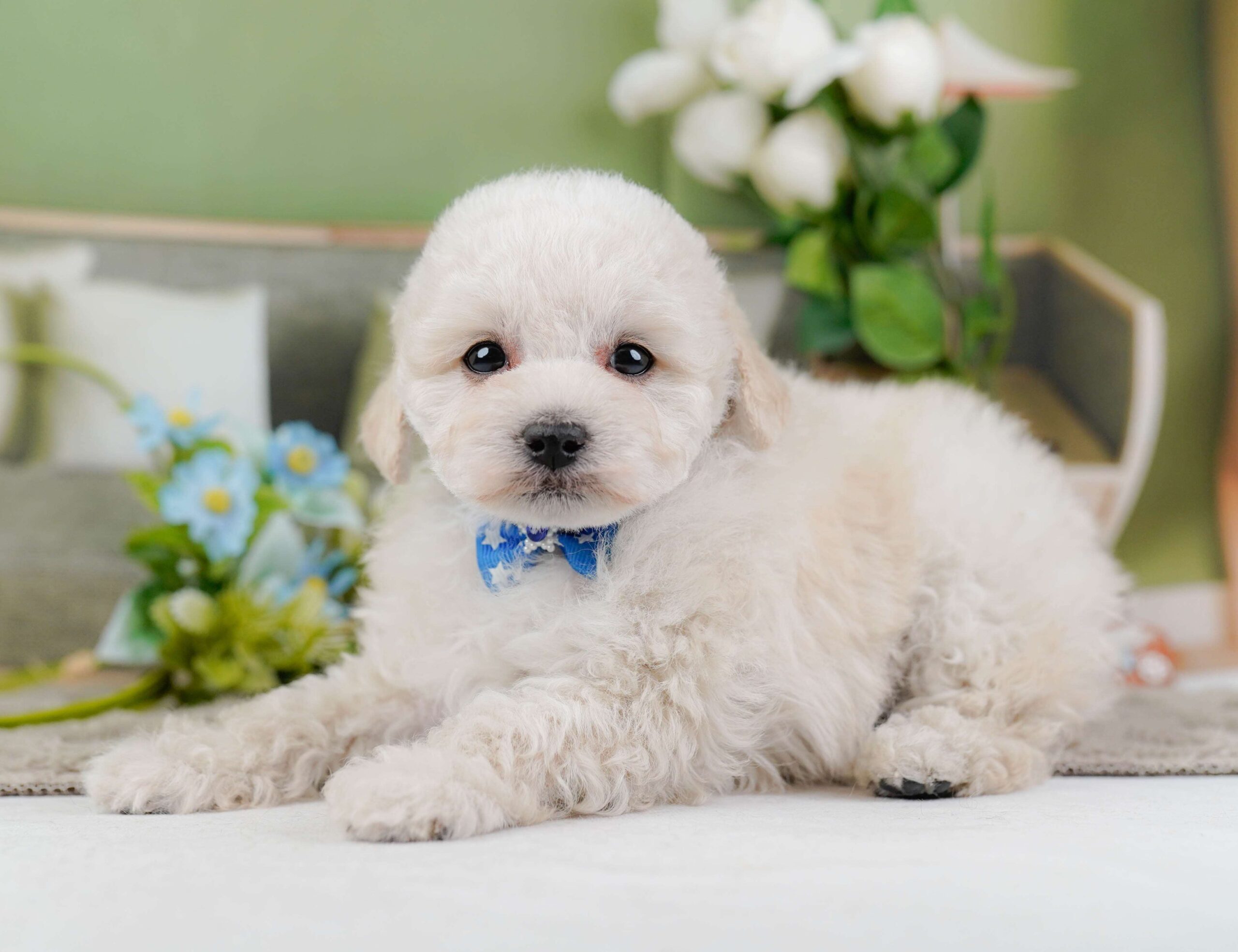 トイ・プードル | 男の子 | クリーム | 2026年1月27日