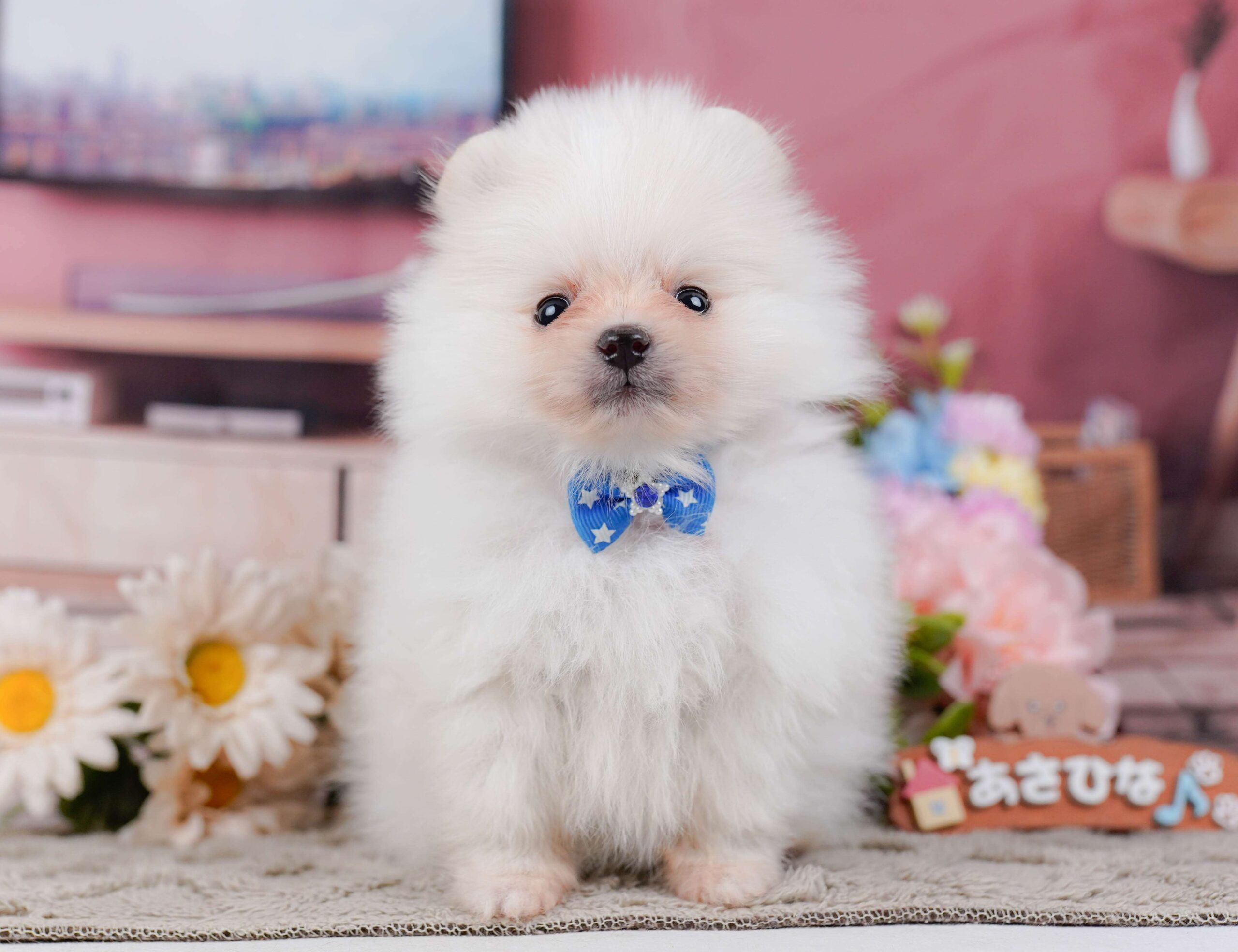 ポメラニアン | 男の子 | ホワイト | 2026年1月28日